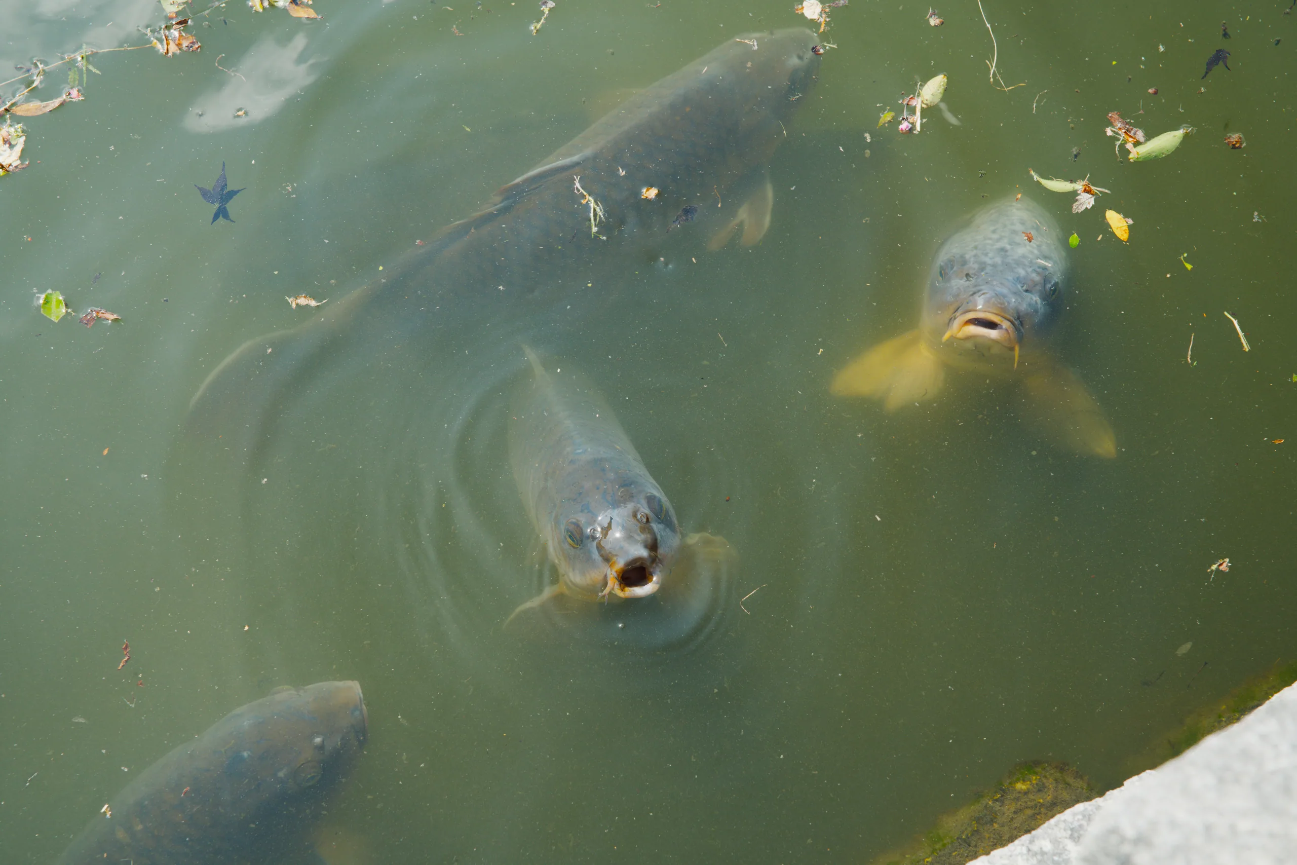 Fish near the surface of greenish-brown water, viewed from above.