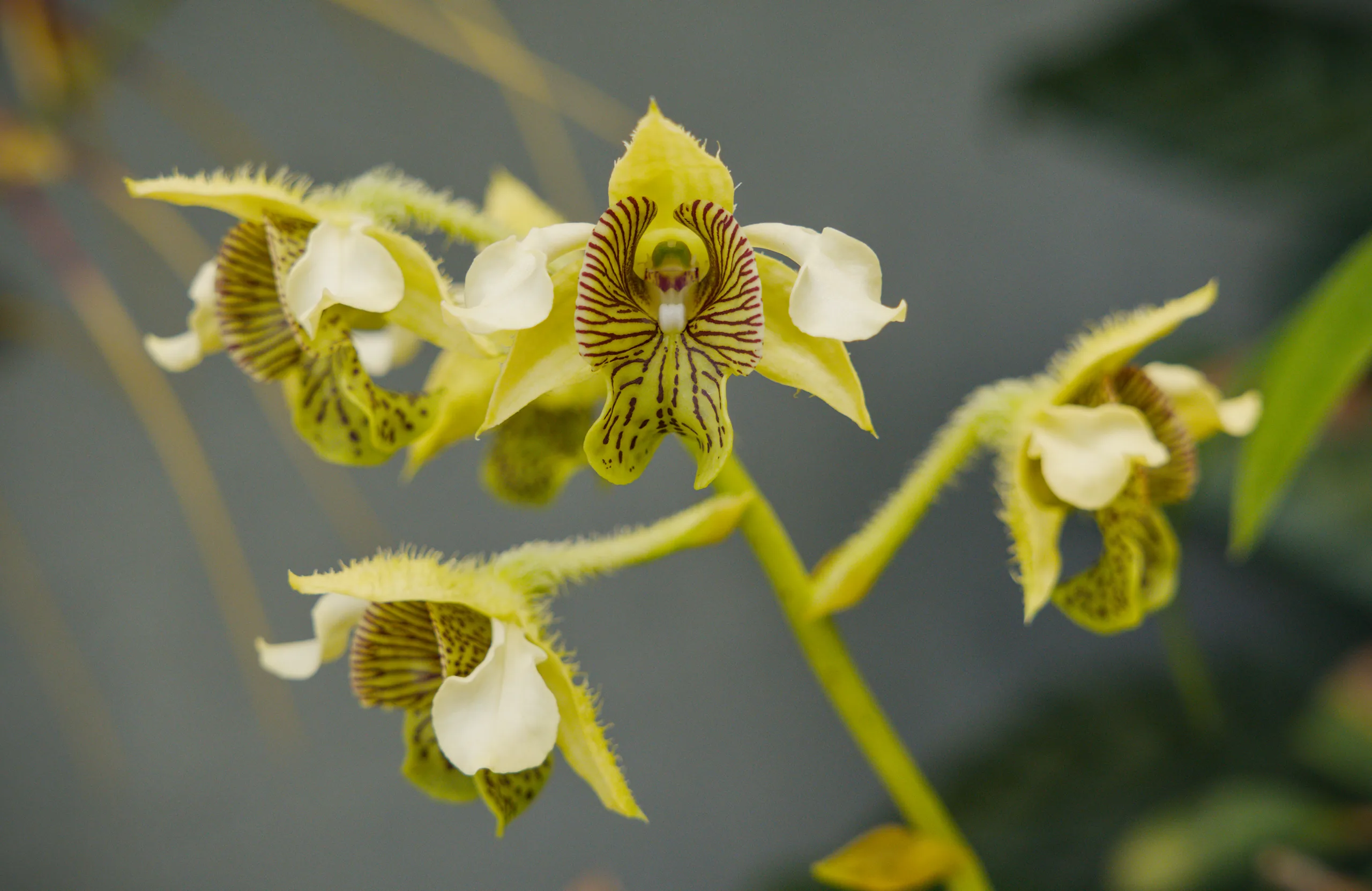 Yellow orchid petals flare from a dark, speckled center.
