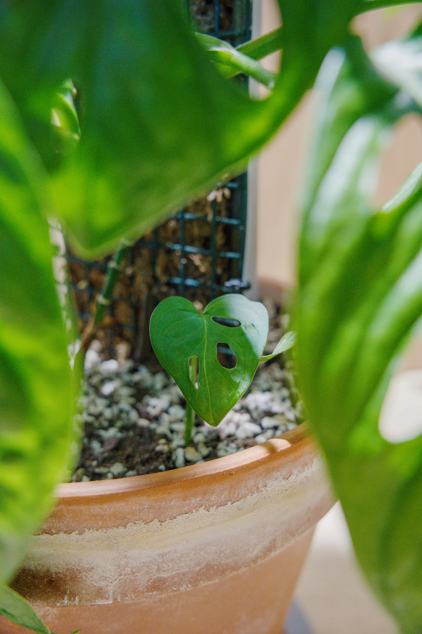 A small juvenile Monstera adansonii leaf at soil level, barely the size of a thumb, with only three or four holes so far, framed by the mature leaves above it.