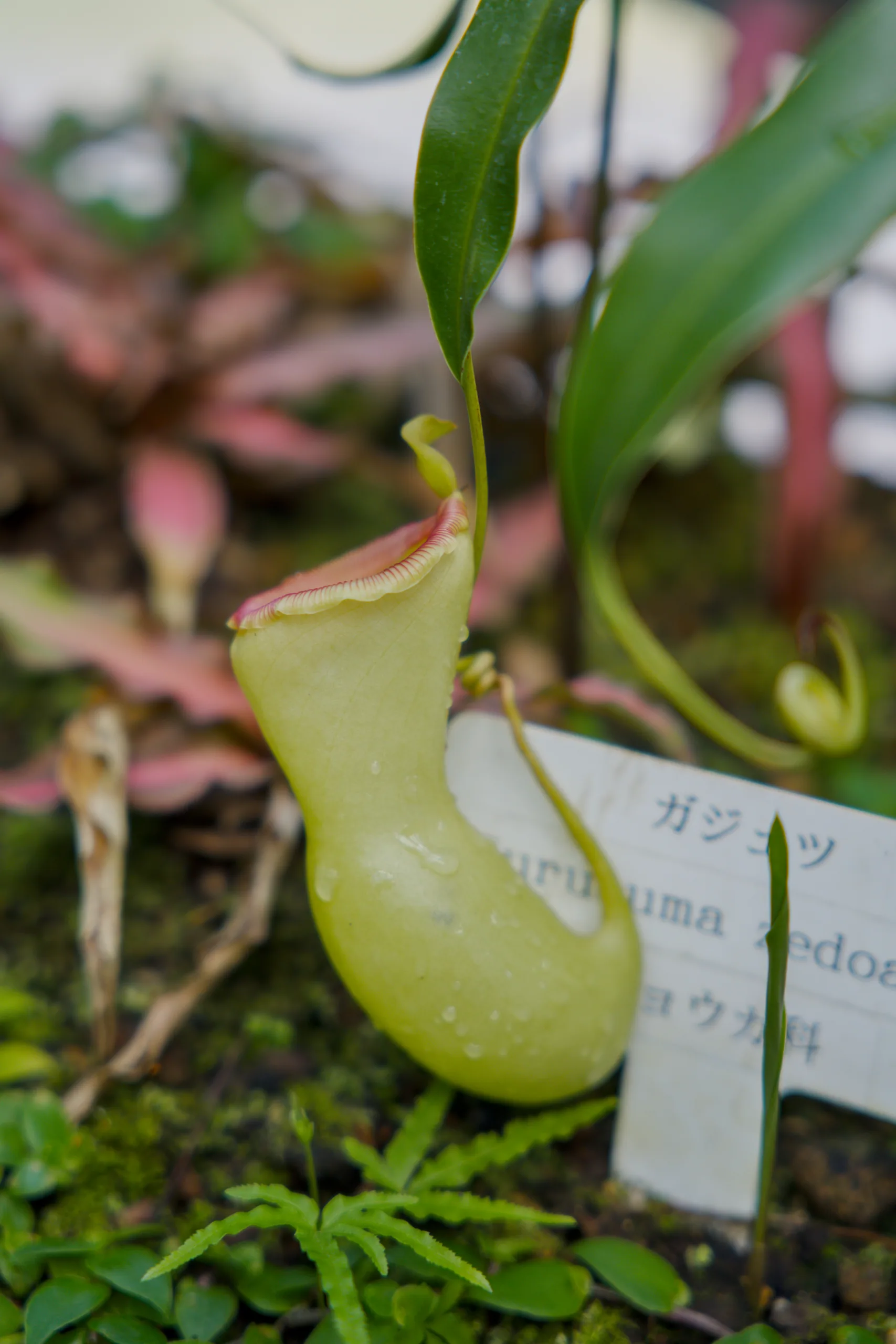 Striped green and pink pitcher plants in a collection.