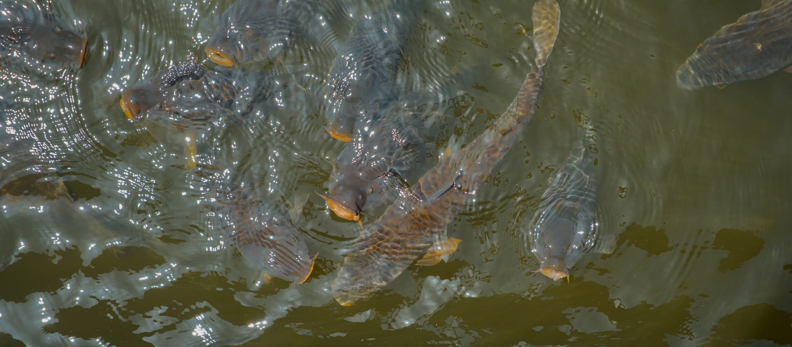 Multiple large fish with ridged backs and patterned markings in shallow water.