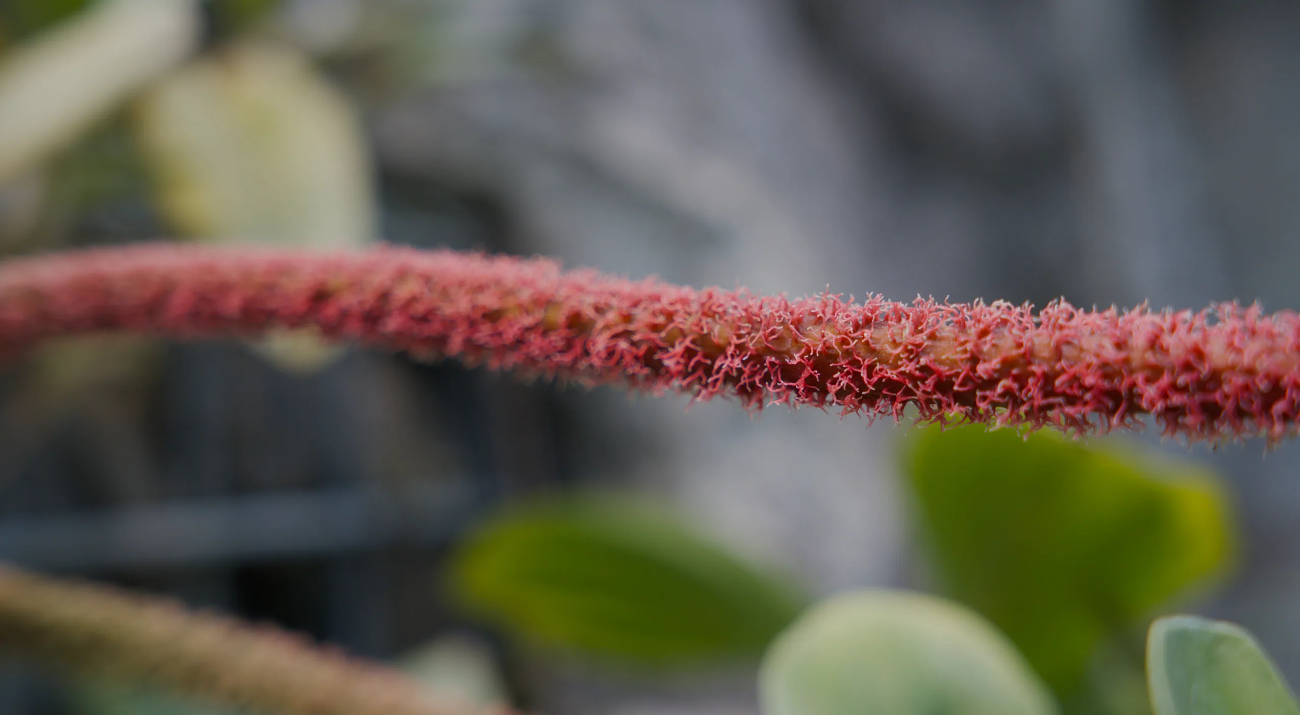 Densely hairy reddish stem with blurred foliage and architecture behind.