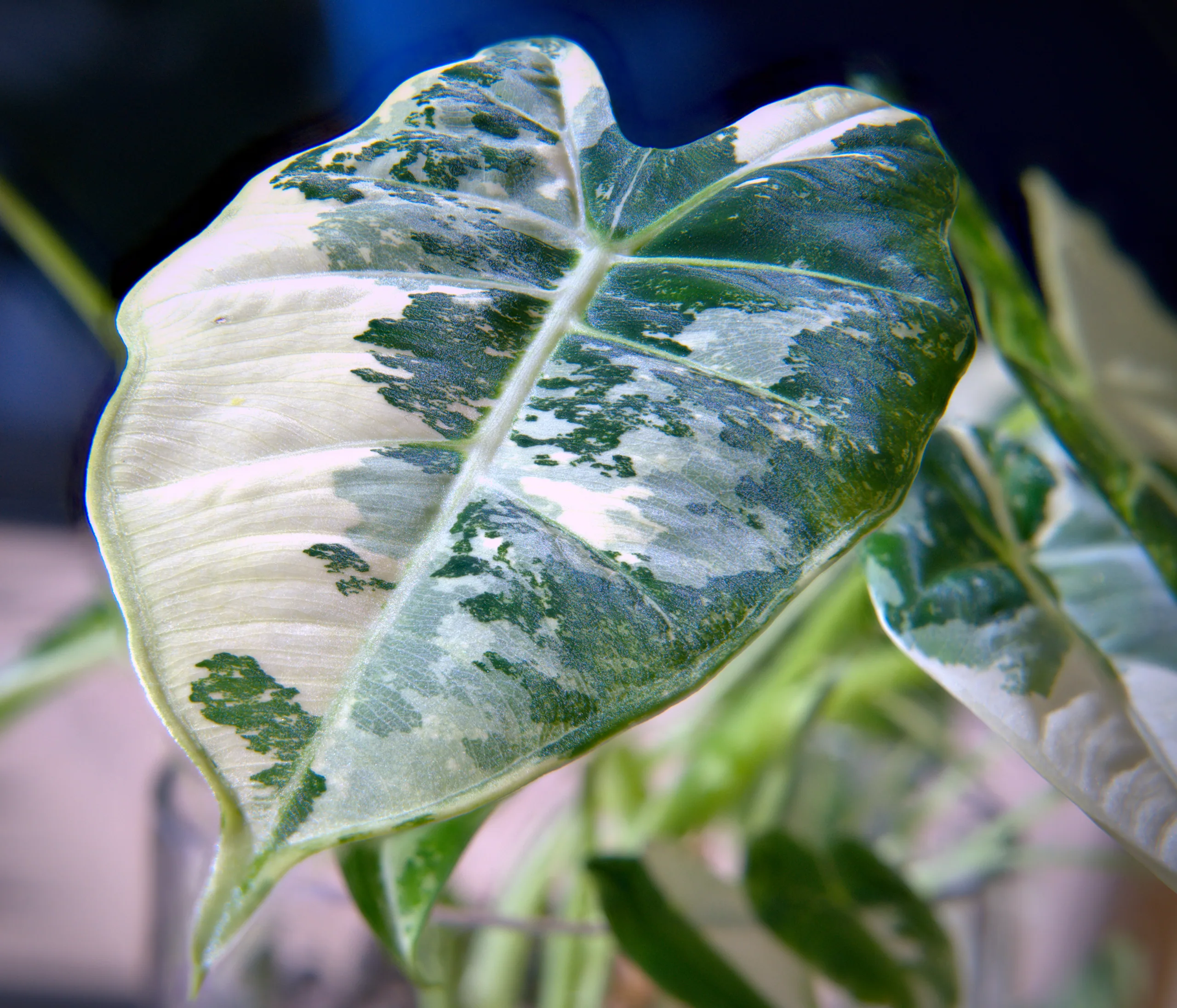 A focus-stacked Alocasia micholitziana 'Frydek' Variegata leaf seen face-on, its arrowhead outline filled with a mosaic of dark green, grey-green and cream, sharp from the notch to the tip.
