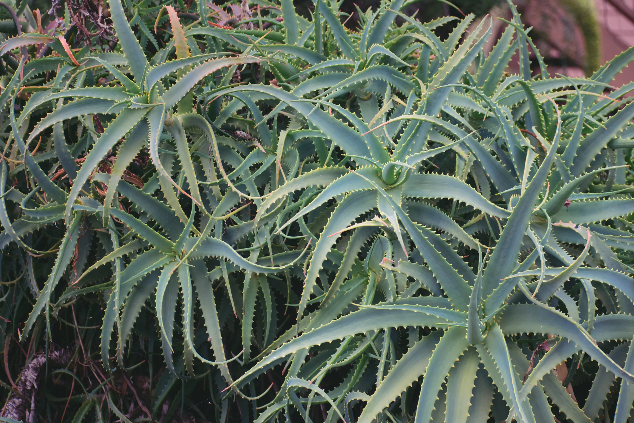 A clump of aloe plants with long toothed grey-green leaves radiating out in overlapping rosettes.