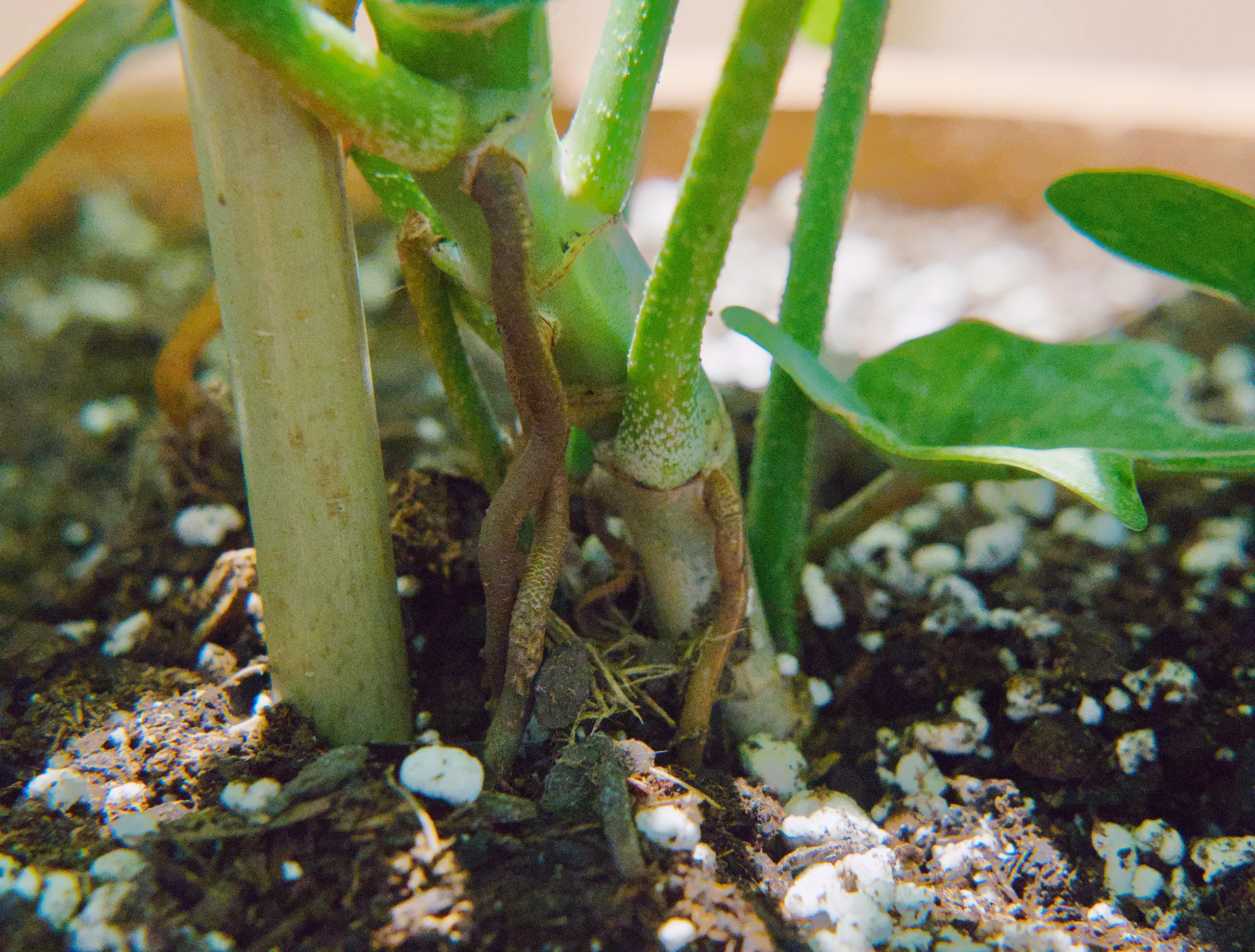 A close view of the base of a Philodendron 'Florida Ghost', where pale green petioles meet the soil and a brown aerial root runs down into the perlite-flecked mix.