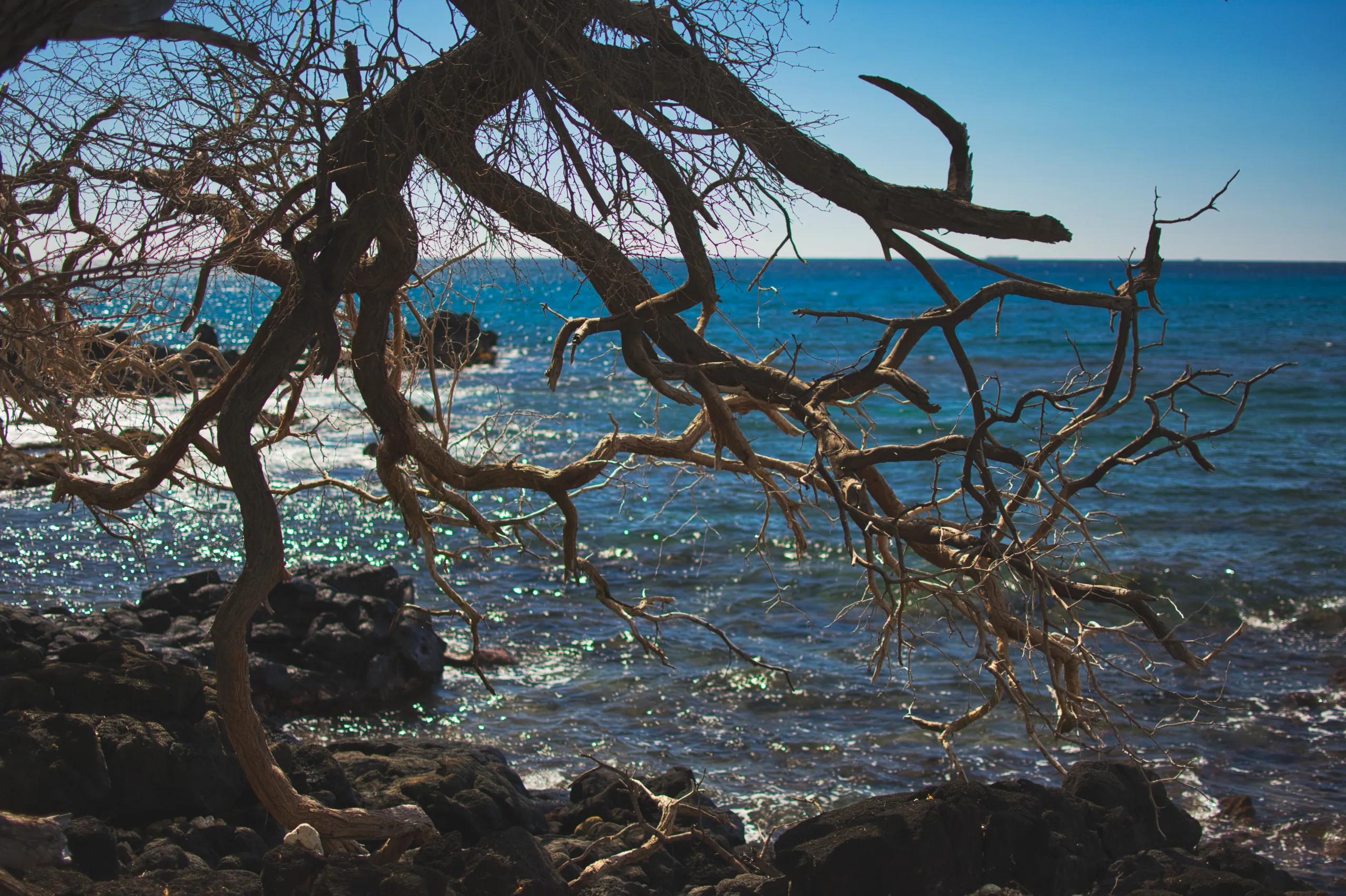 Bare grey branches of a dead tree reaching out over sunlit blue water and lava rock.