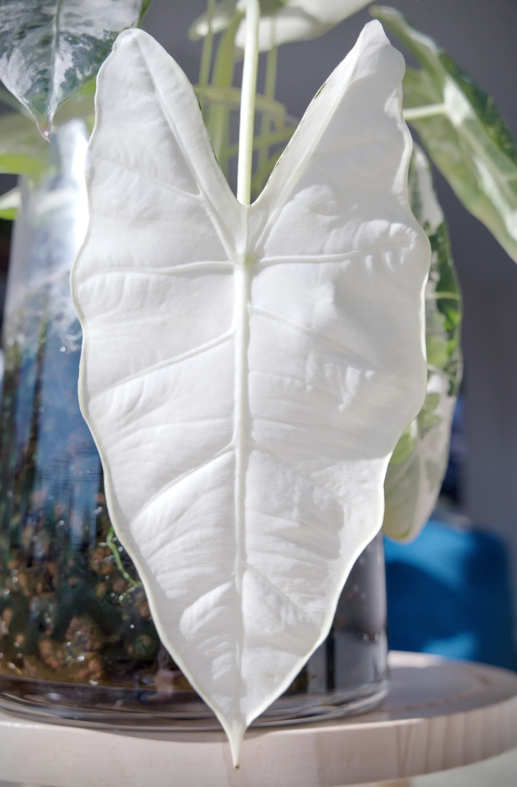 A single Alocasia micholitziana 'Frydek' Variegata leaf that emerged entirely white, hanging front-on with its arrowhead shape and quilted veining picked out in relief, green sibling leaves behind it.