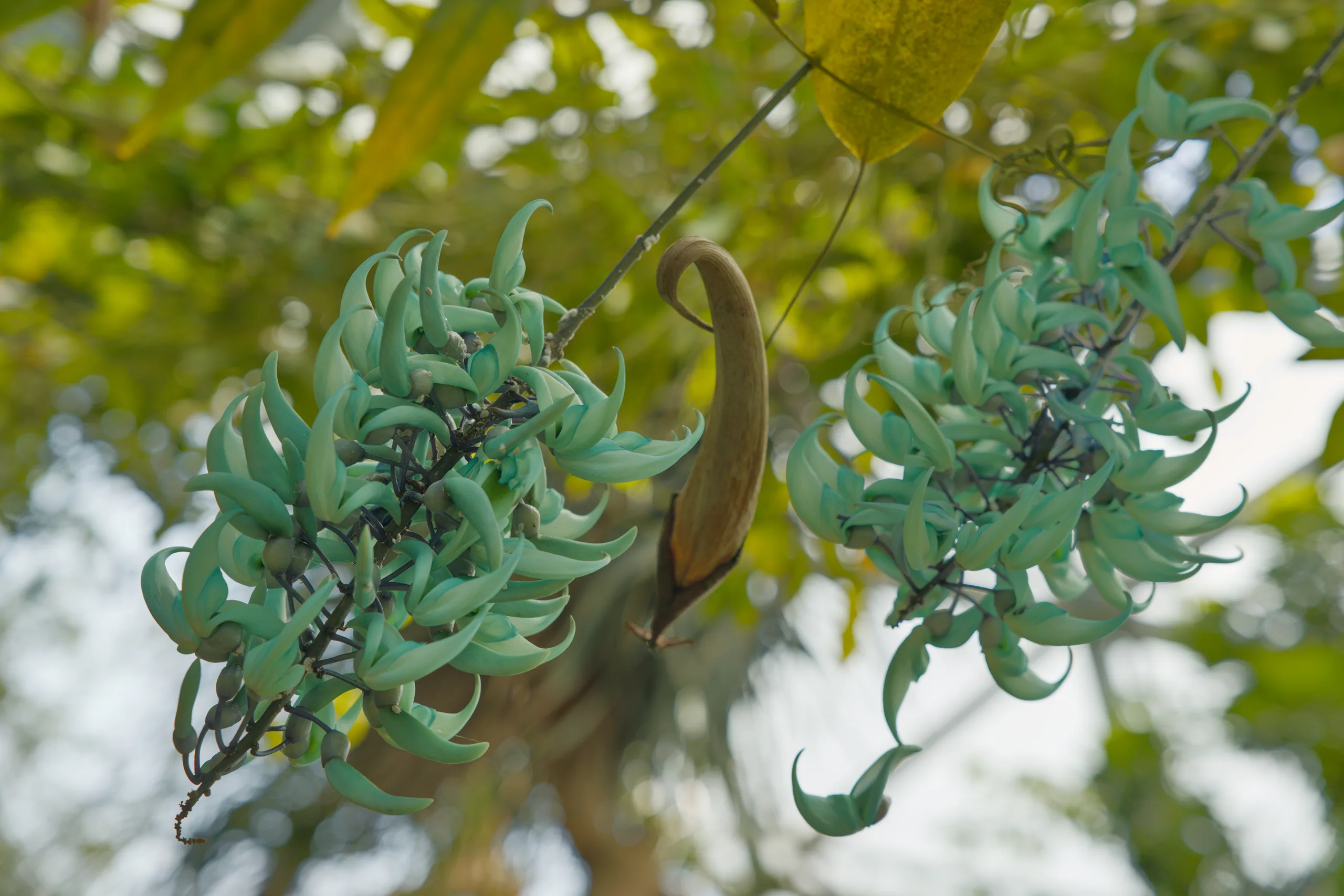 Bright green, finely divided compound leaves.