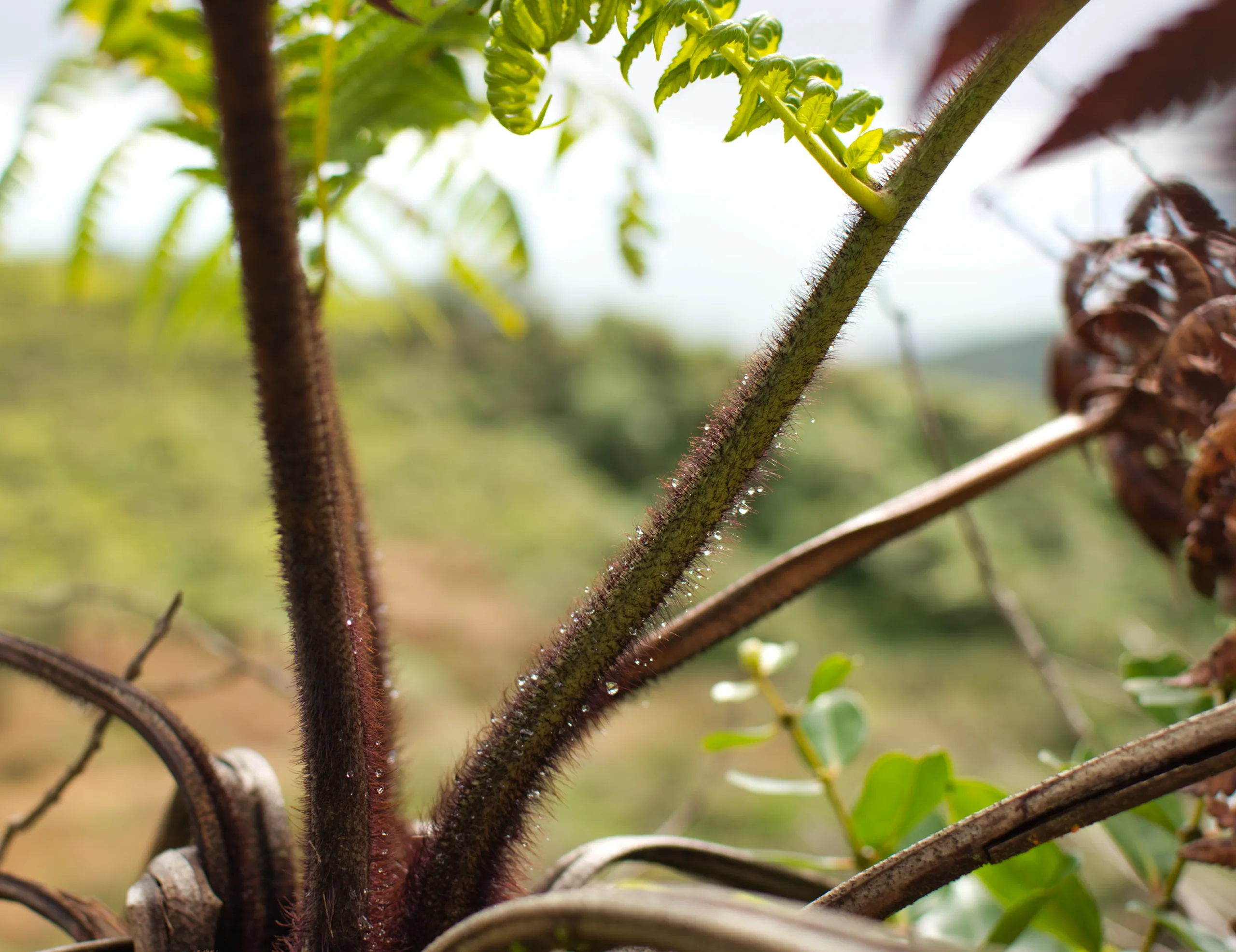 The hairy red stems of a young fern uncurling, with green hillside blurred behind.