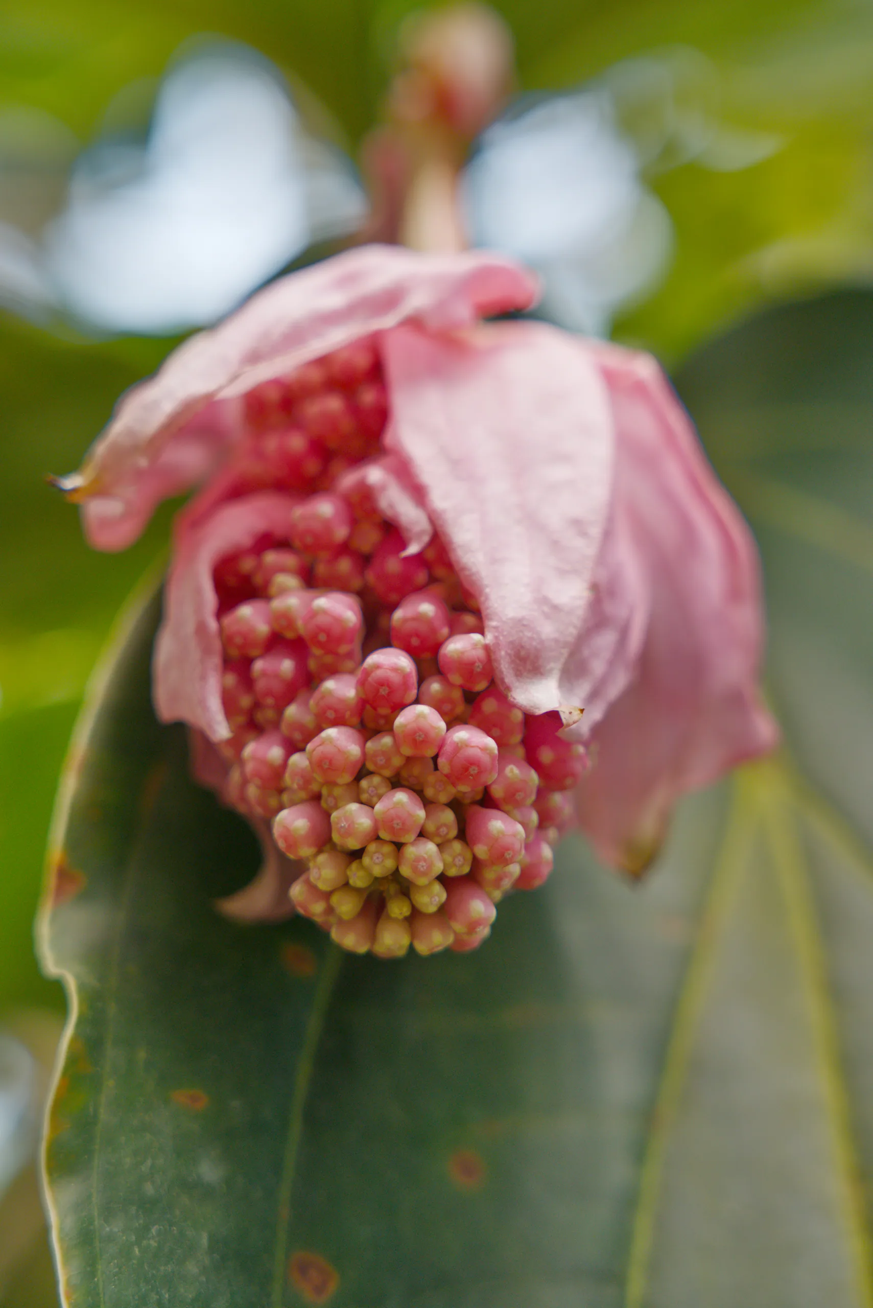 A drooping pink flower exposing red stamens or developing fruit.