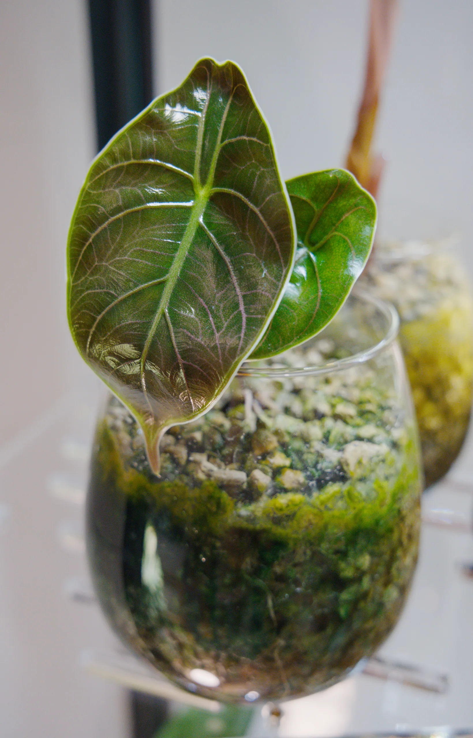 The whole Alocasia azlanii — two bronze-green leaves with pink veins — leaning out over the rim of a stemmed glass vessel filled with clay pebbles, the glass below them green with moss.