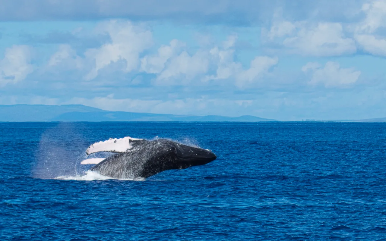 A humpback whale falling back toward the water at the end of a breach, its flipper extended.