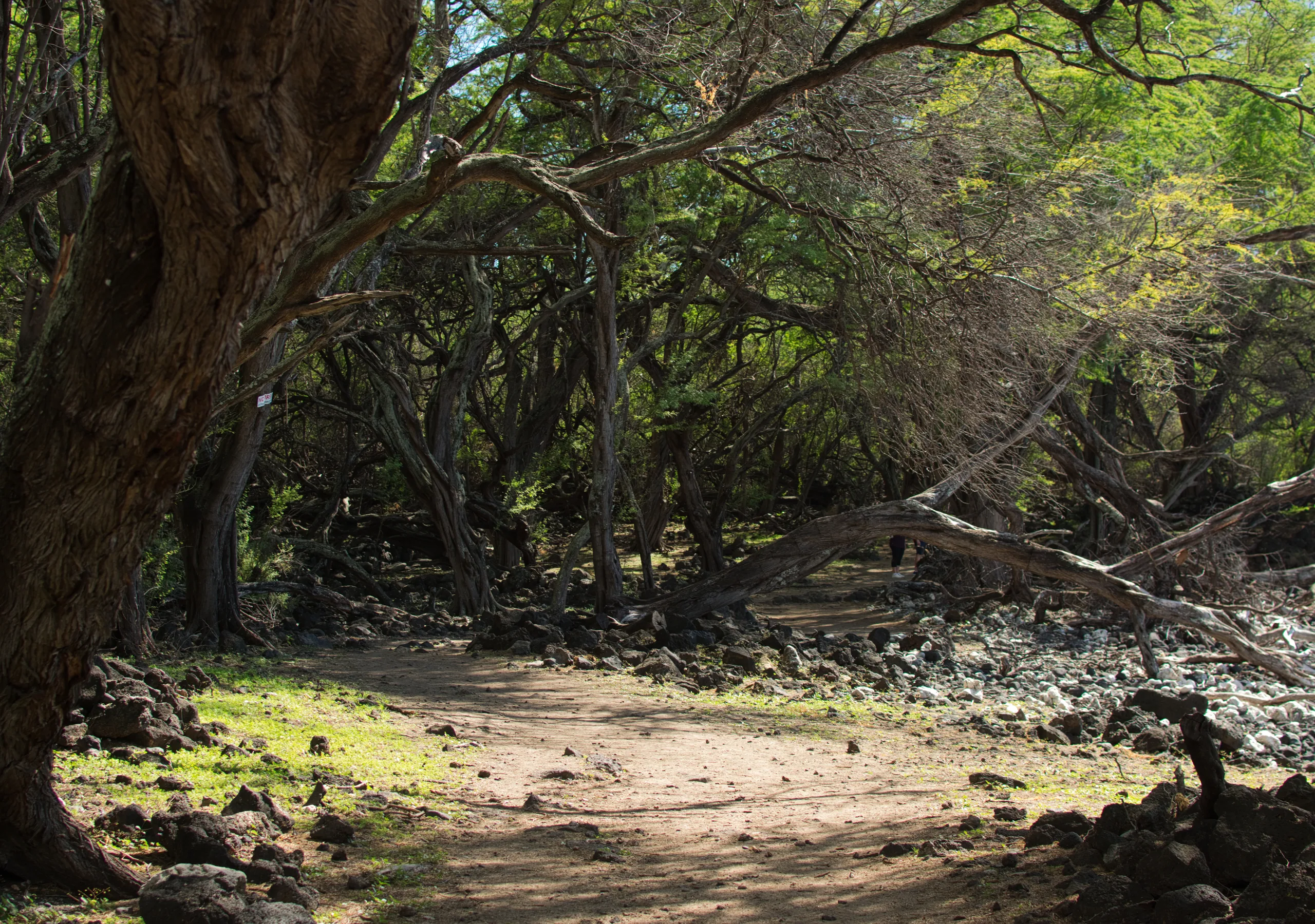 A dry coastal woodland of kiawe trees with pale twisting trunks, a sandy path running through the leaf litter and lava stones.