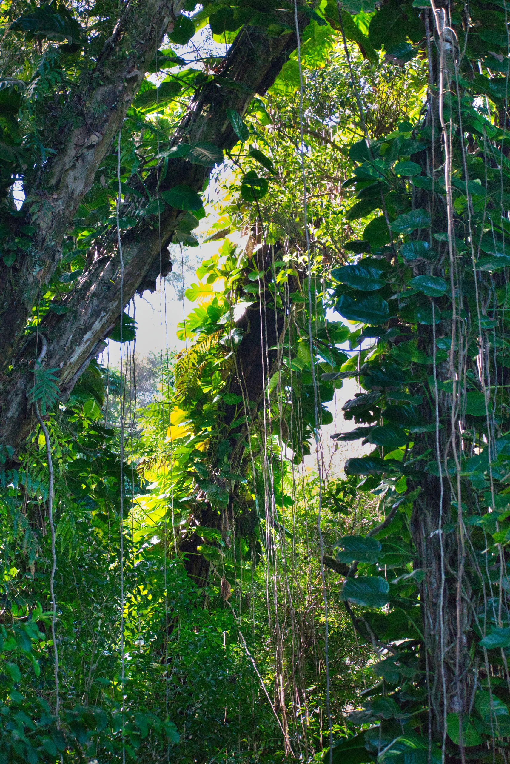 Hanging vines and broad leaves draped from a tree in dense green forest, sunlight coming through behind.