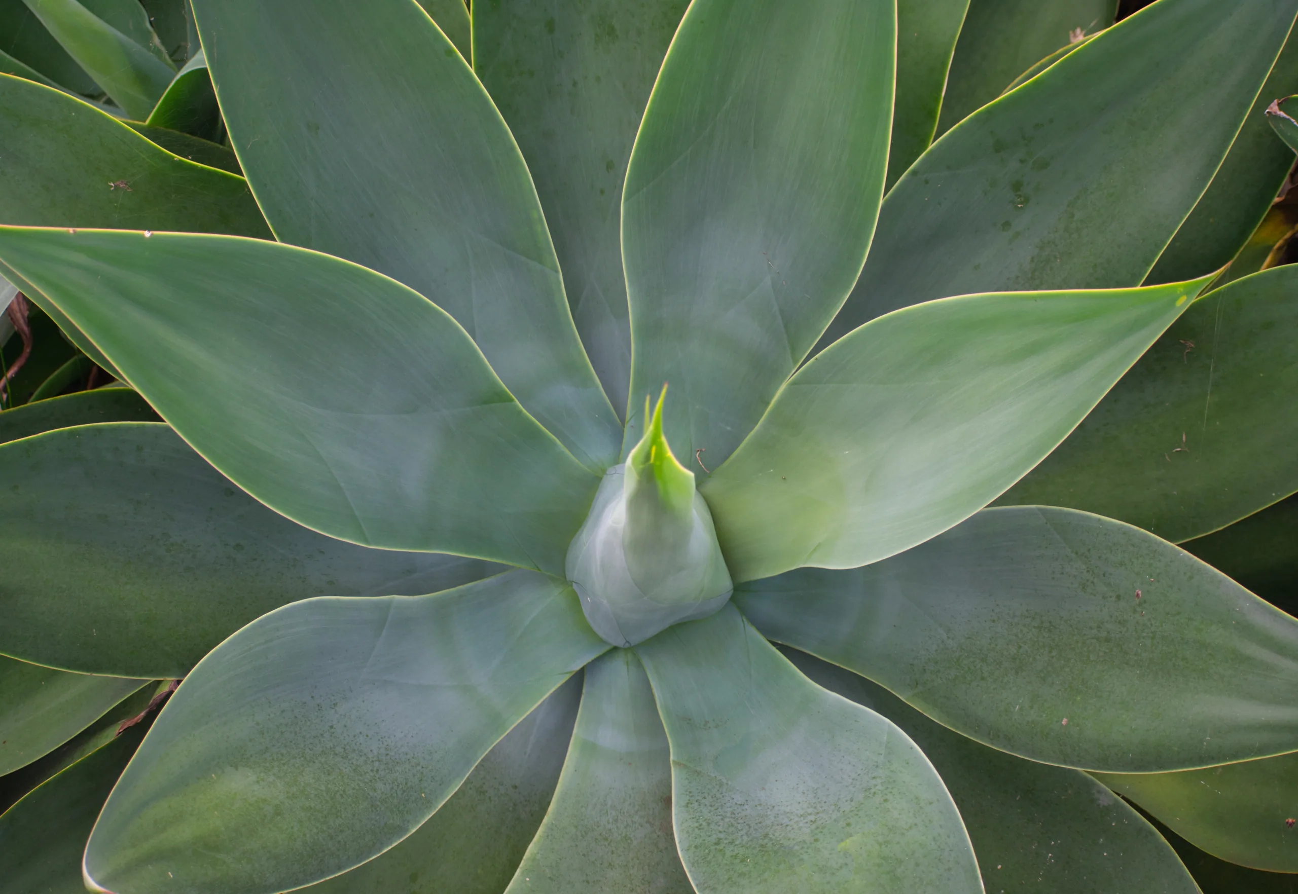 An agave seen from above, its thick grey-green leaves spiralling out from a pointed central bud.