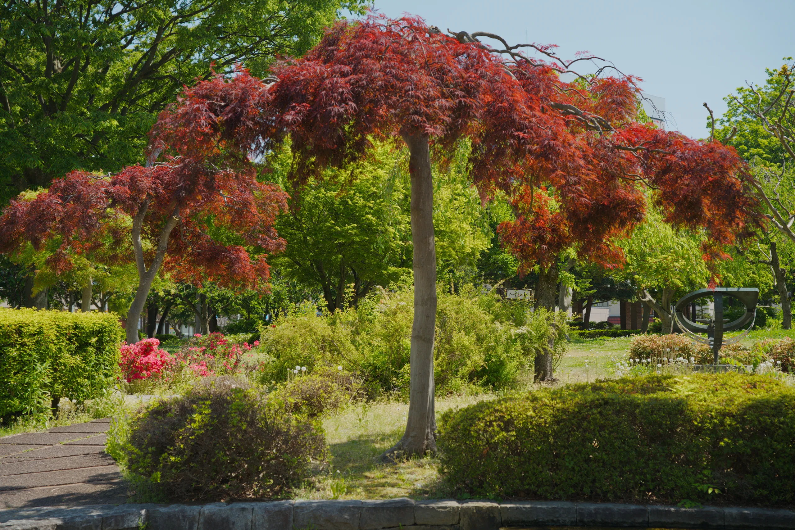 A red maple with deep crimson foliage stands among green trees in a landscaped garden.