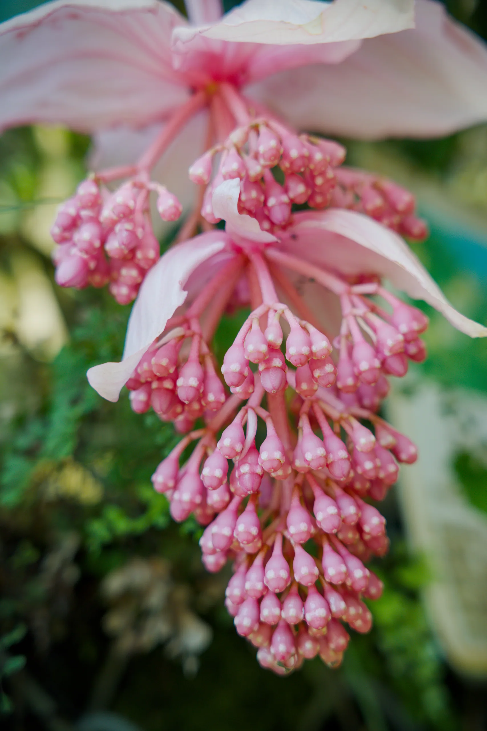 Dense cluster of pink small florets arranged in a drooping bunch.