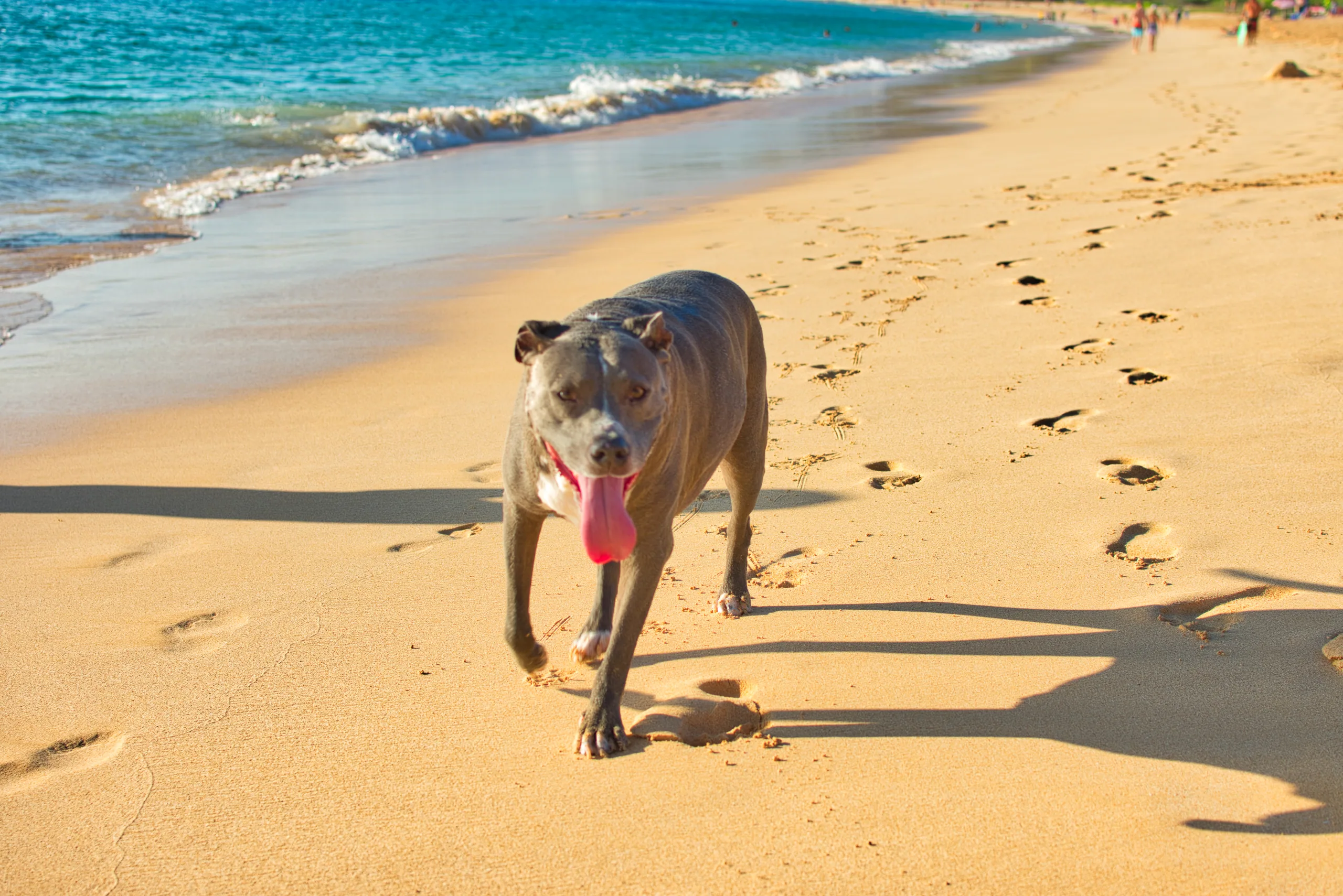 A grey and white dog walking along the wet sand at the water's edge, tongue out, its footprints trailing behind.