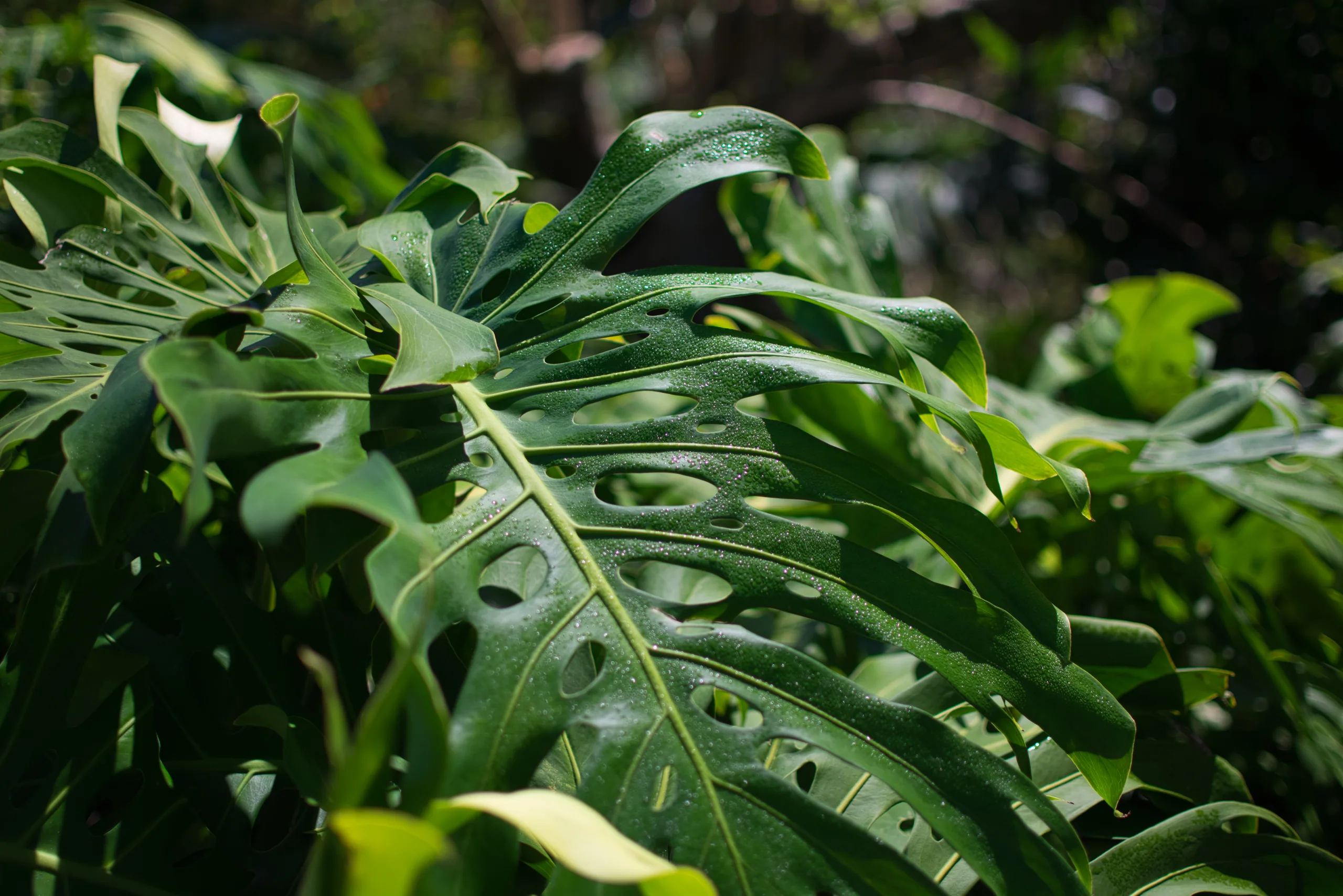 A monstera growing outdoors, its large fenestrated leaves overlapping in dappled light.