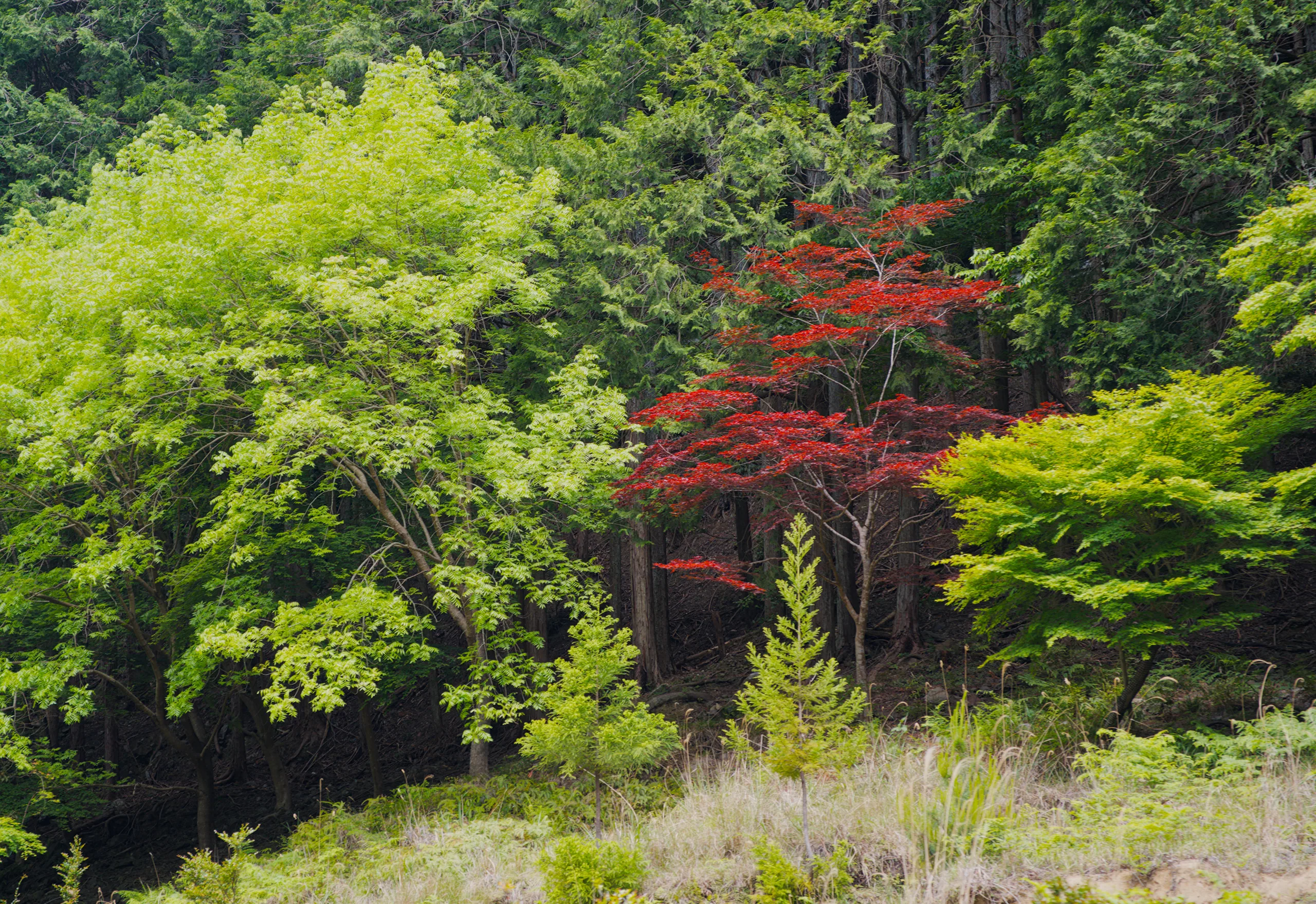 Tall columnar conifers rise from a riverbank among deciduous woodland.