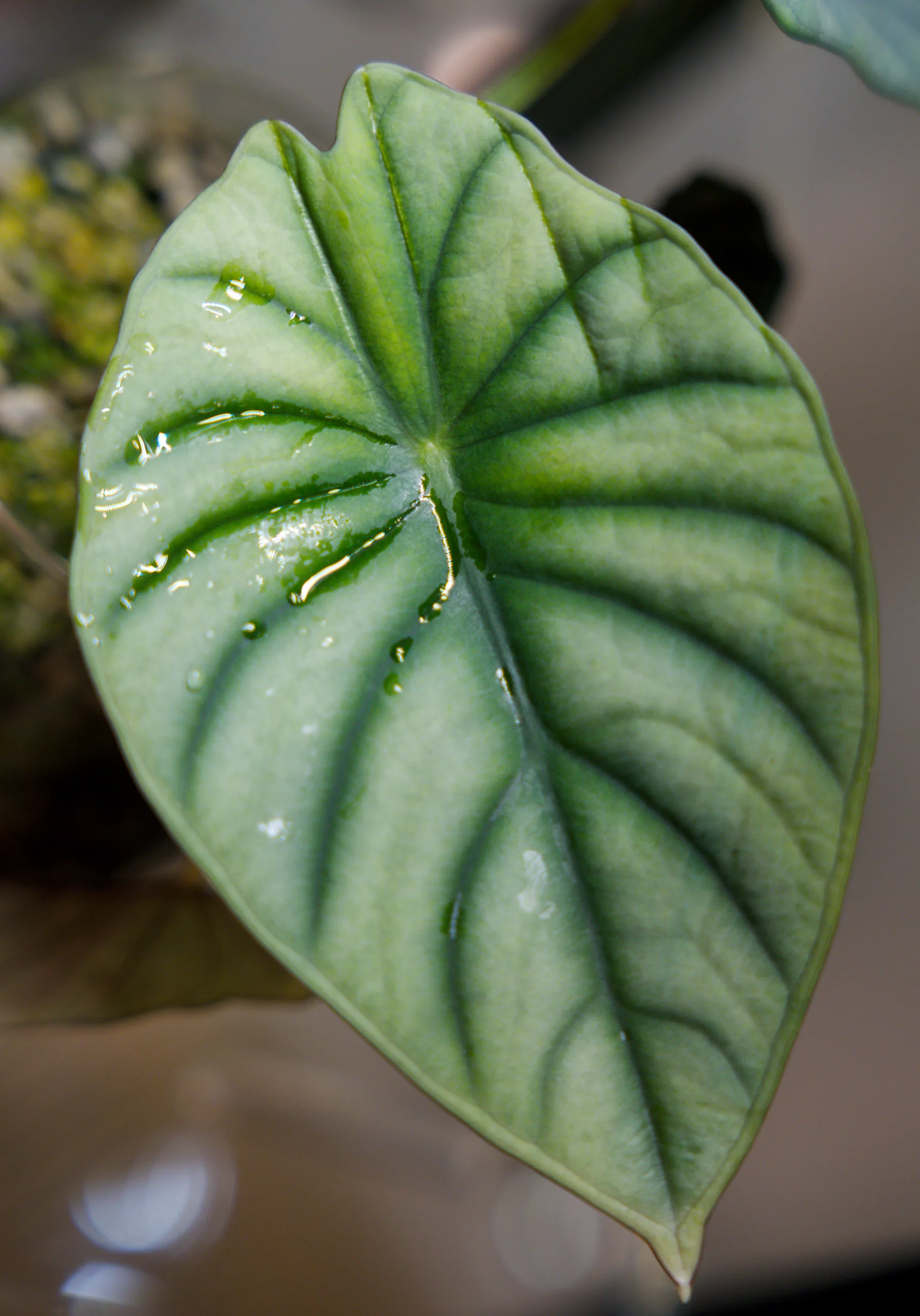 An Alocasia nebula leaf after watering, beads and runs of water caught along the sunken veins on one side of the midrib and glossy where the silver-grey surface is wet.