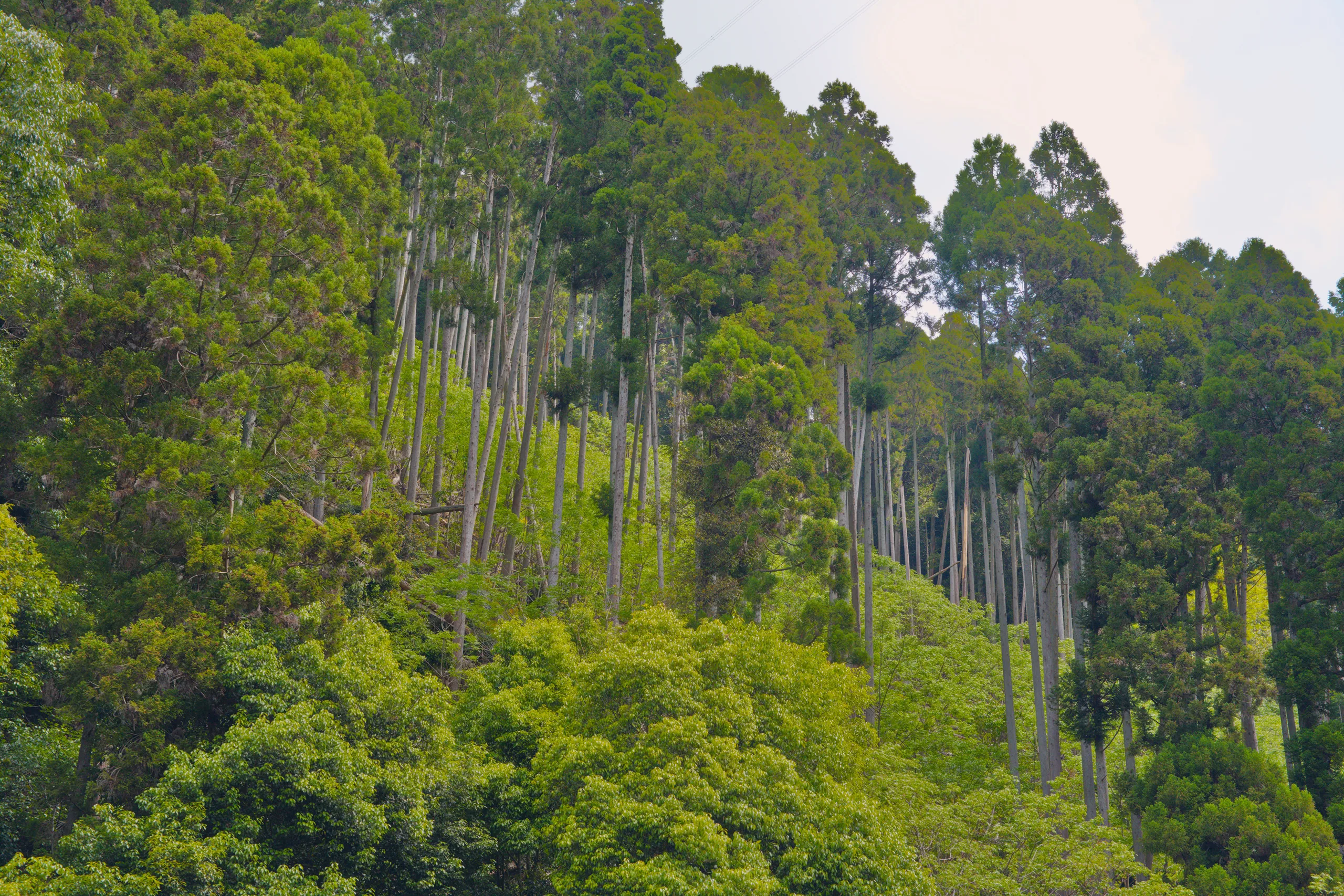 A curved pedestrian bridge spans a river valley surrounded by dense forest.