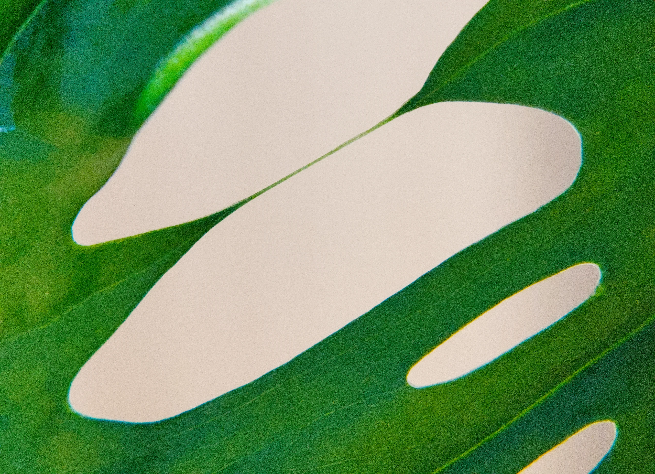An abstract close crop of a Monstera adansonii leaf in which the perforations dominate the frame, pale rounded shapes against green with the veins running between them.