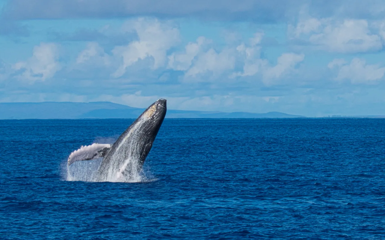 A humpback whale rising head-first out of deep blue ocean, water streaming off its throat, a low island on the horizon.