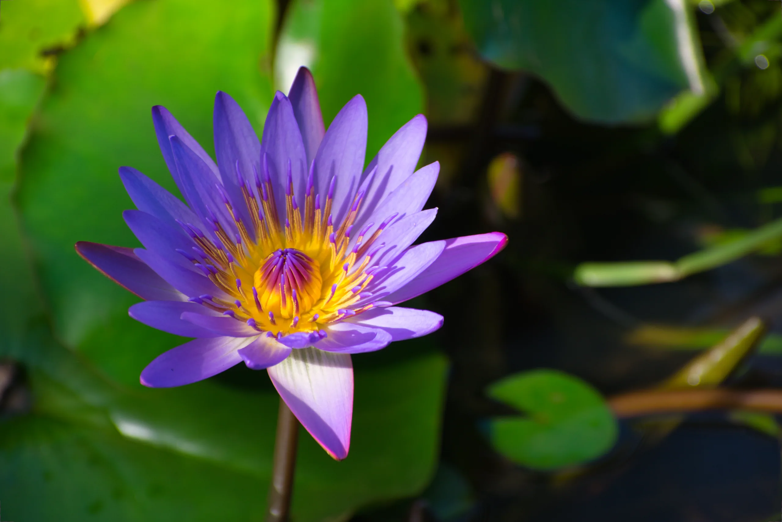 A purple water lily open above its floating leaves, its centre a dense yellow crown of stamens.
