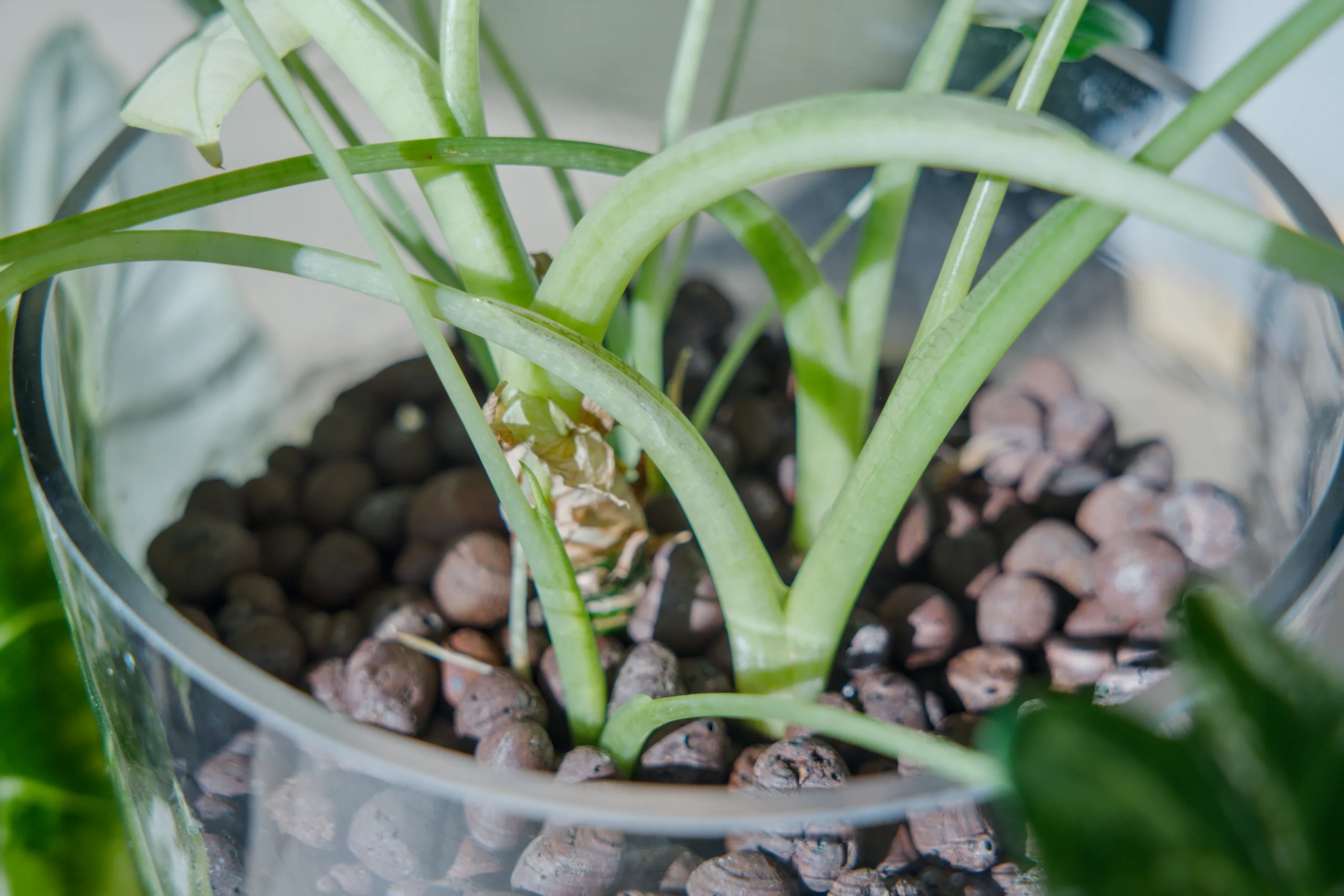 The base of a variegated Alocasia micholitziana 'Frydek' Variegata in a glass vessel of expanded clay pebbles, pale petioles rising from the corm with the papery remains of an old sheath still attached.