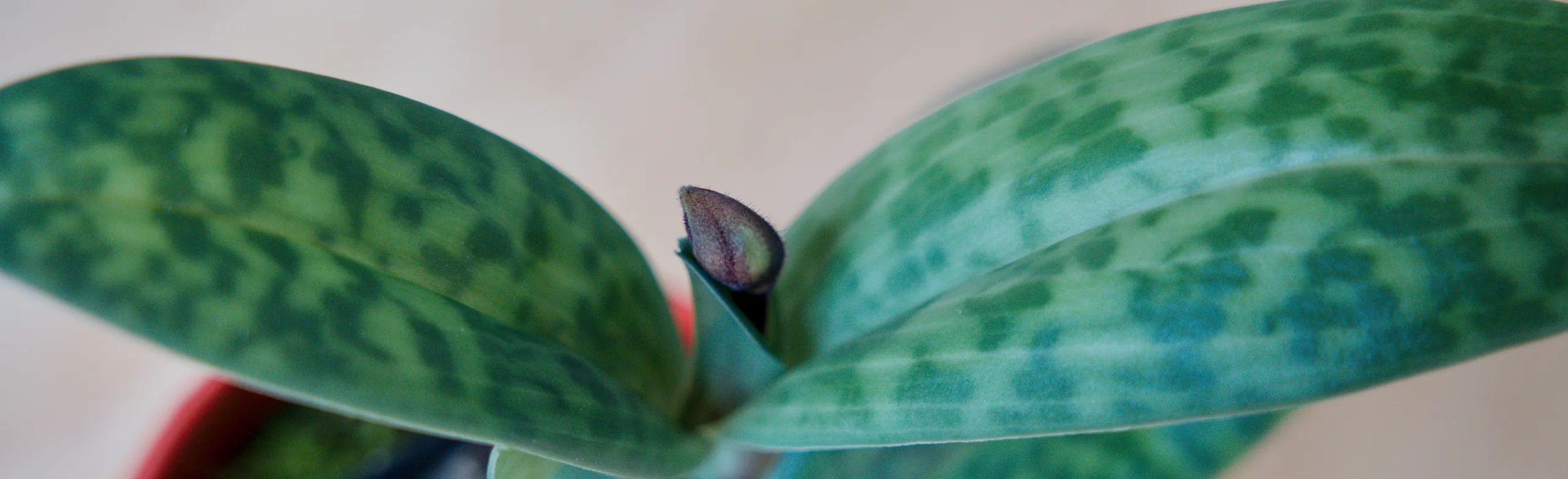 A close, letterboxed crop of two slipper orchid leaves, their surfaces chequered in light and dark green, with the tip of a dark purple flower bud standing between them.