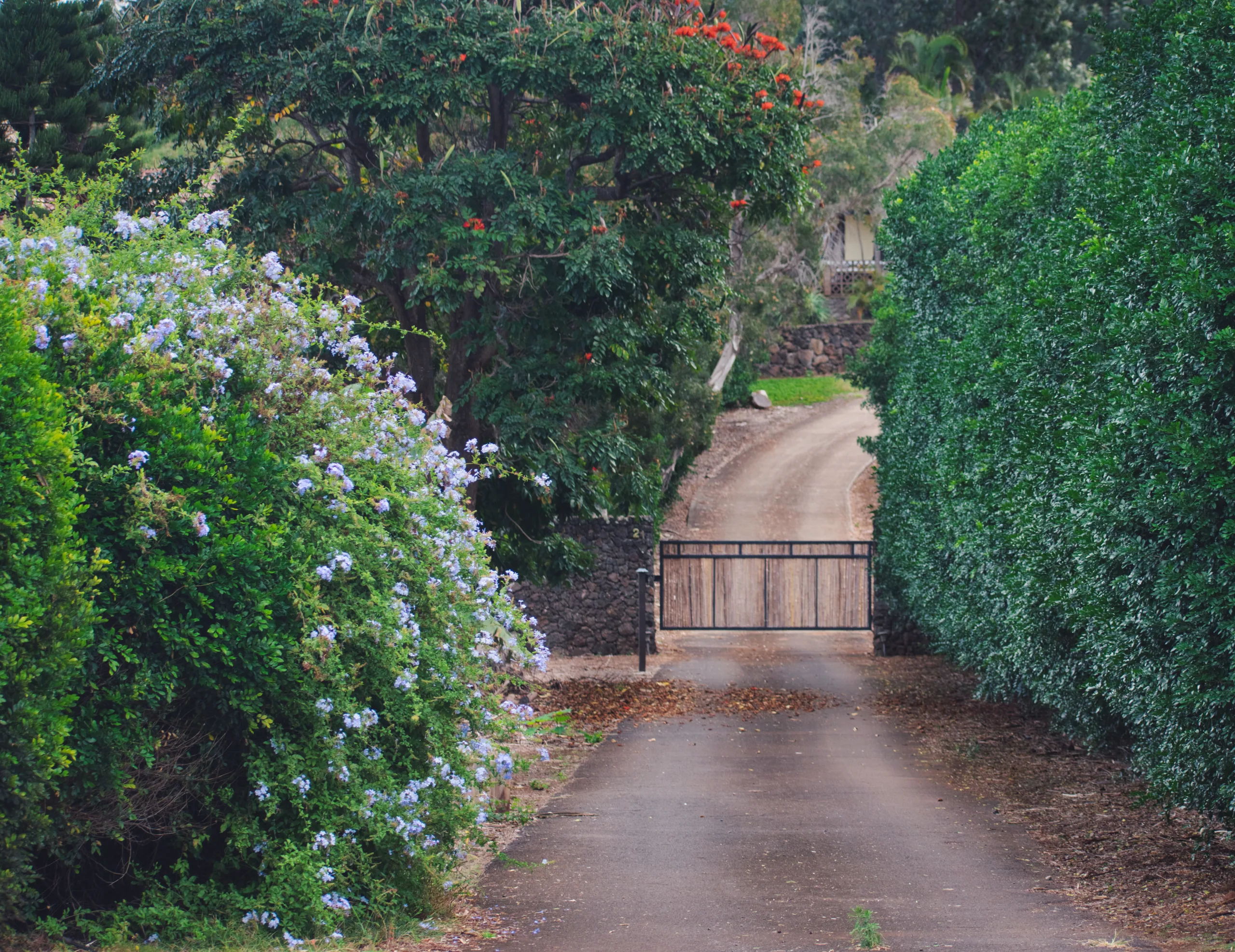 A narrow driveway between a hedge and a mass of pale blue plumbago flowers, a wooden gate closed across it.