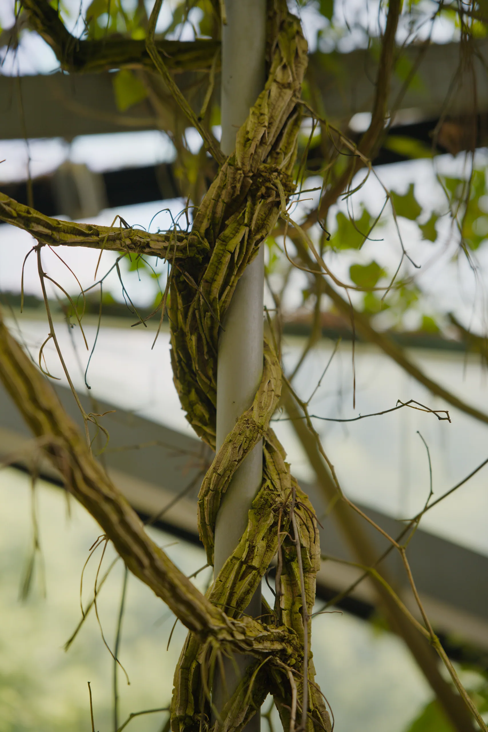 Twisted woody vines with fine aerial rootlets hanging down.