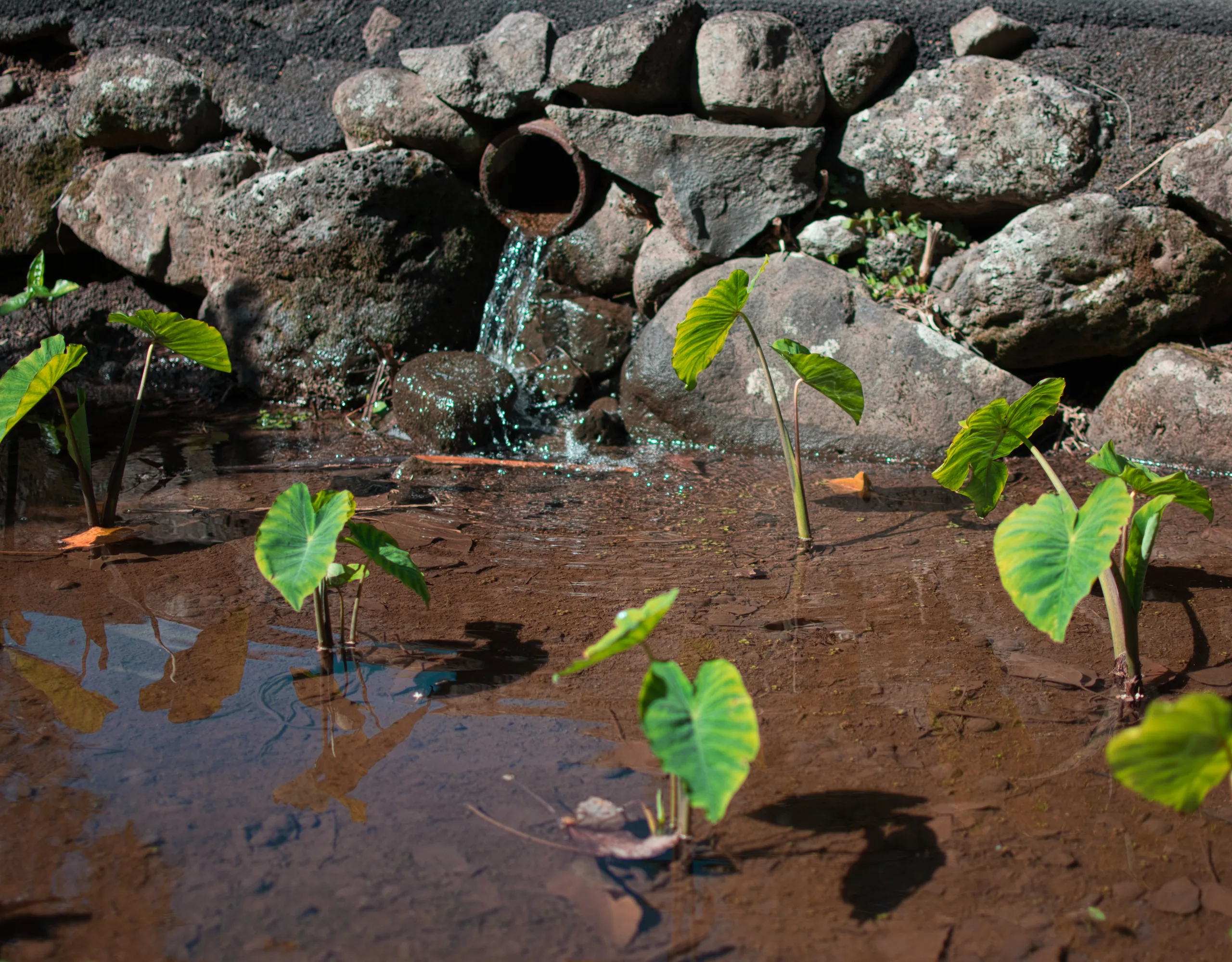 Water pouring from a wooden pipe in a lava rock wall into a muddy taro patch, young taro leaves standing in the shallow water.