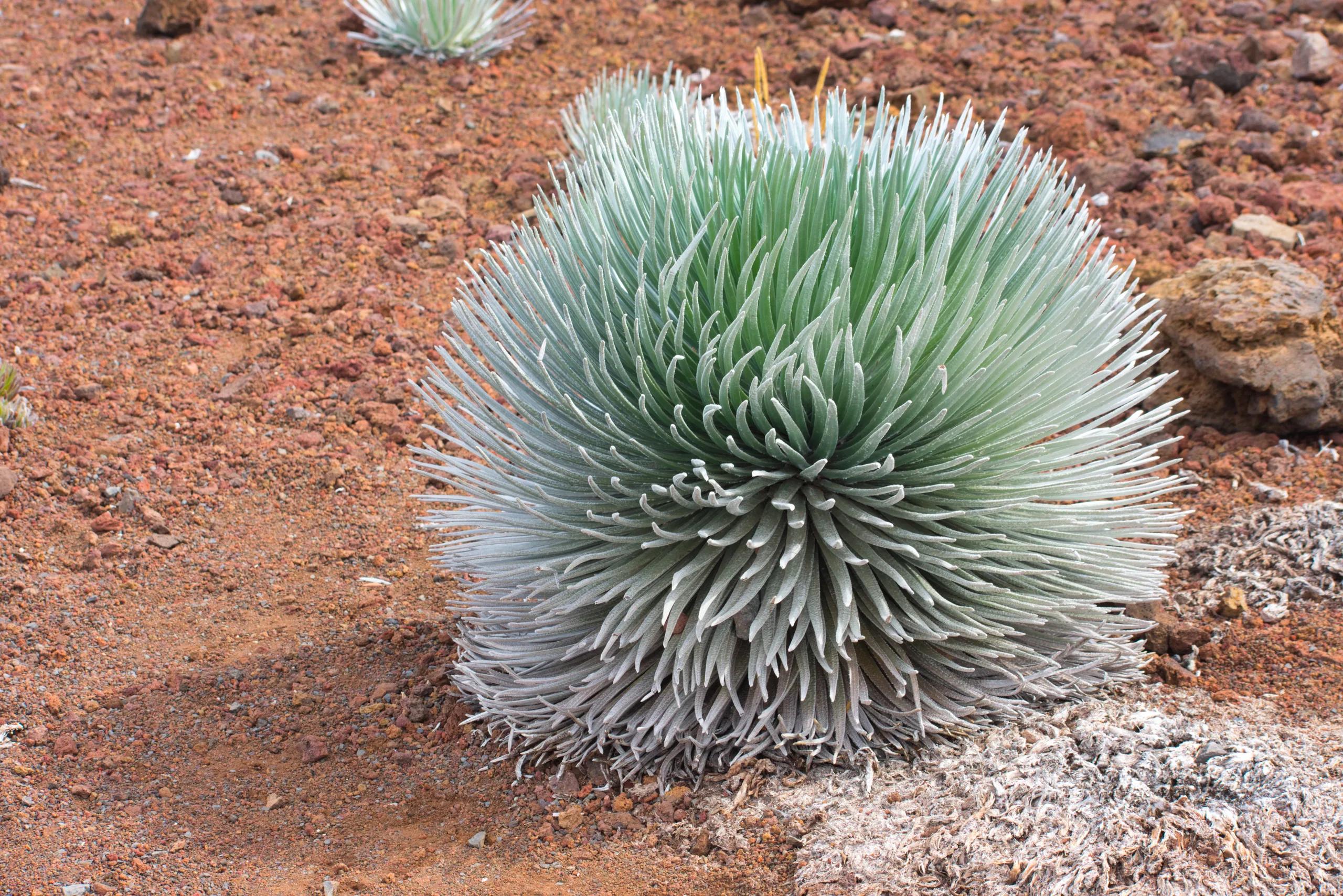A silversword growing on red volcanic cinder, its dense rosette of narrow silver leaves radiating from the centre.