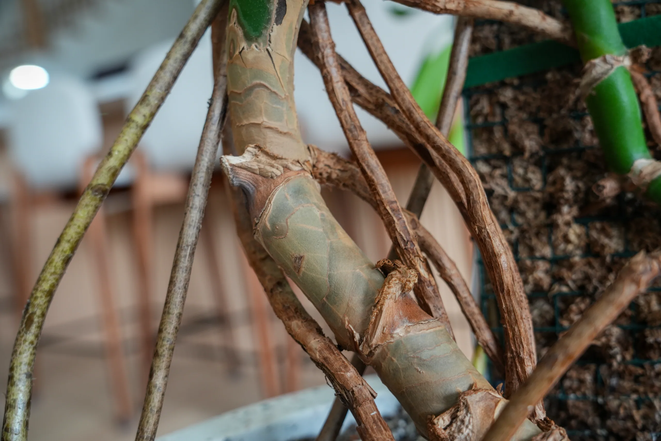 Woody aerial roots and a thick stem of a Monstera deliciosa in close focus, a room out of focus behind.