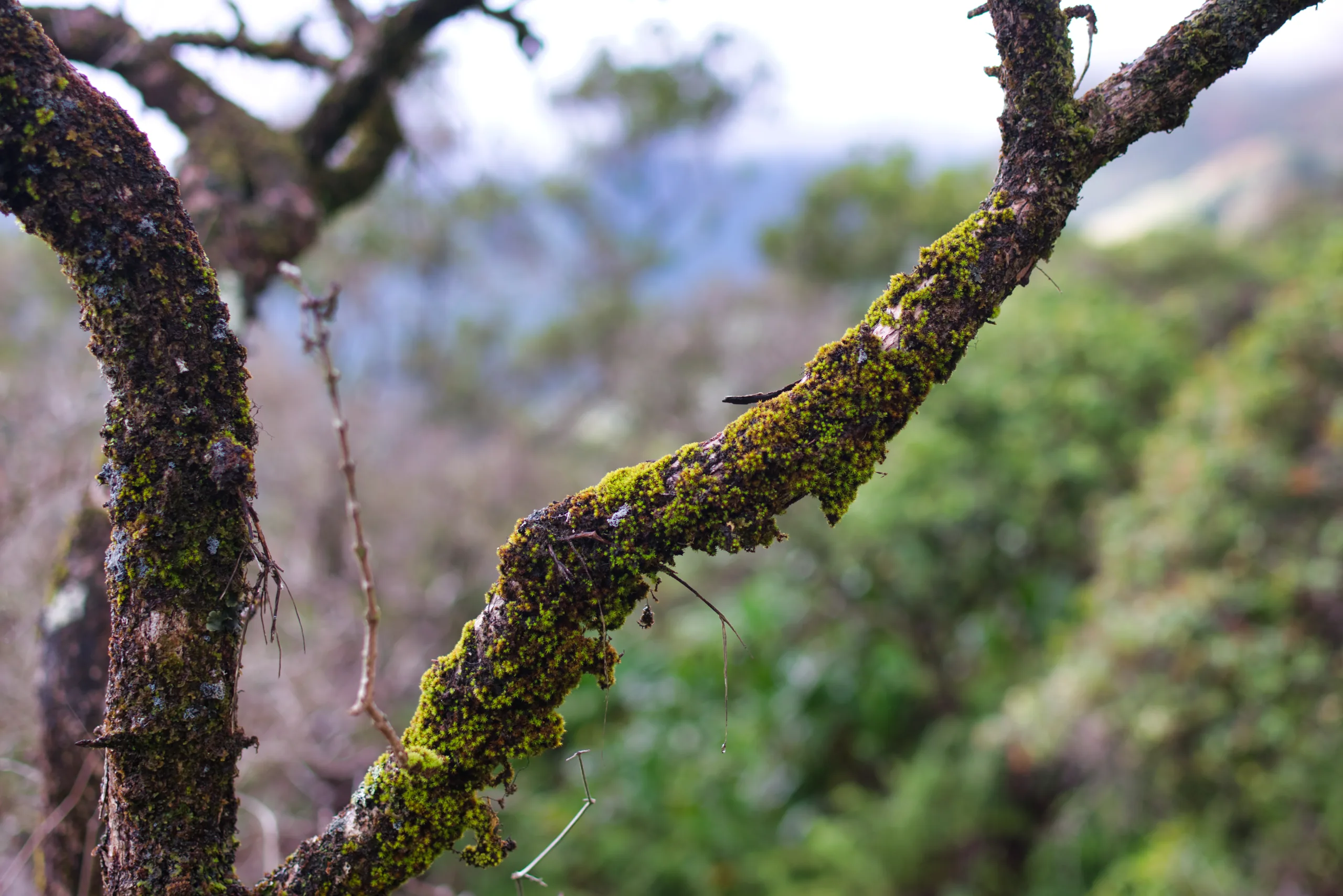 Moss and lichen coating the crossing branches of a tree, shot close against a soft green background.
