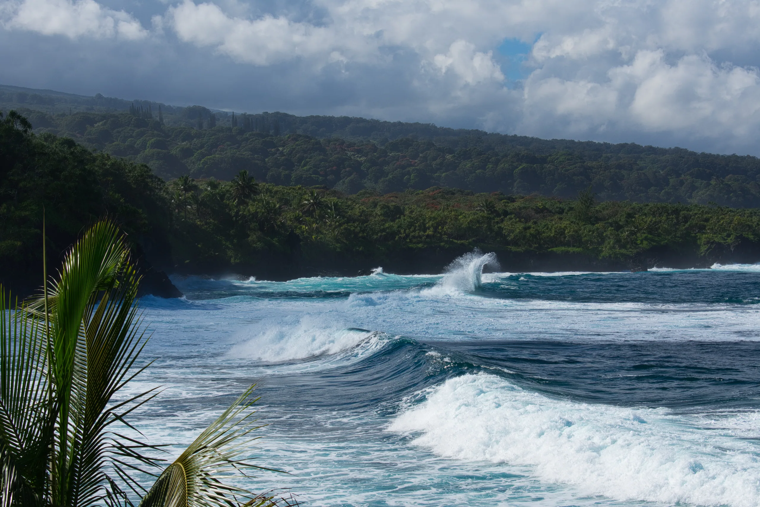 Lines of surf breaking along a green forested coastline, palm fronds in the foreground.