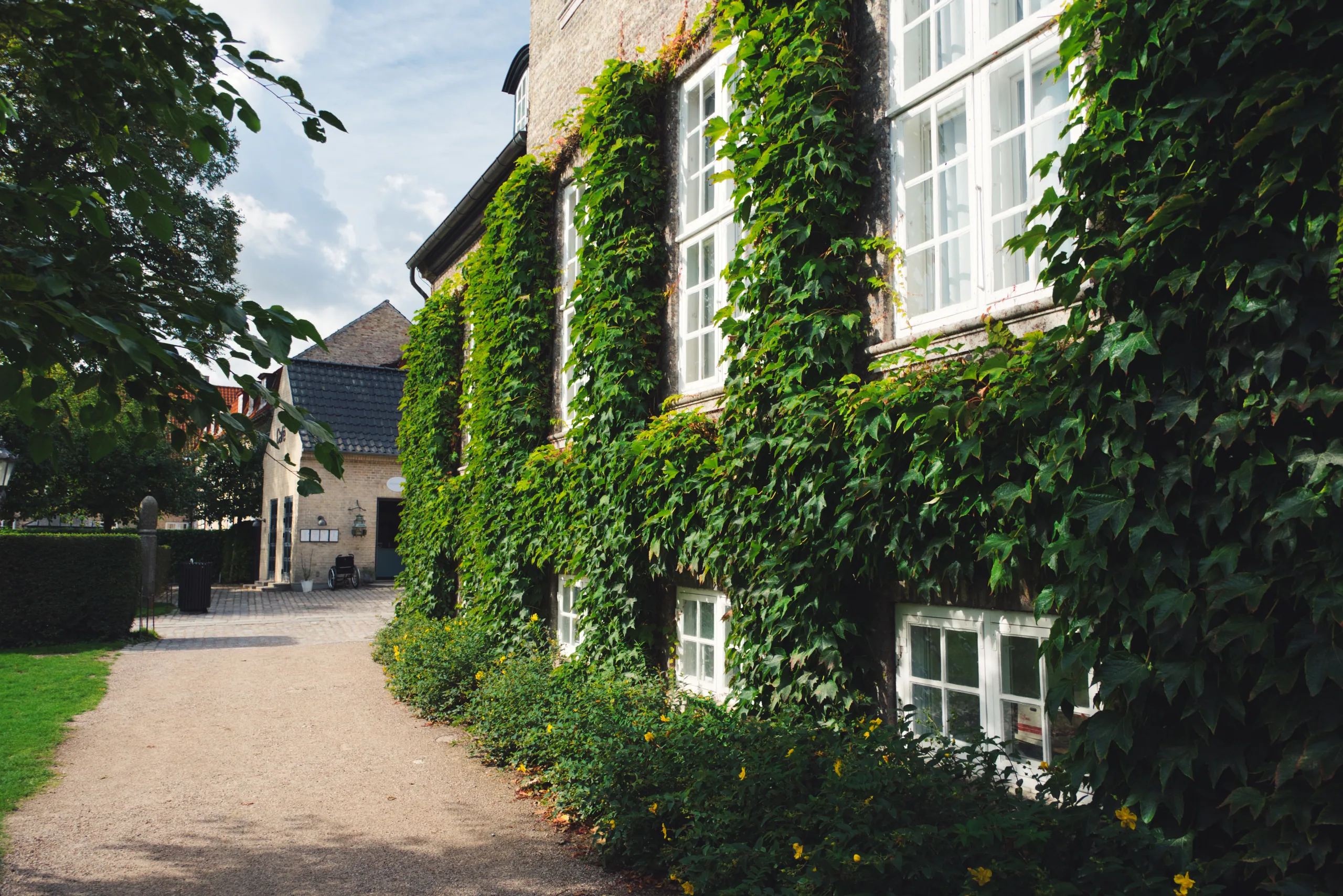A gravel path running beside a building whose facade is completely covered in ivy, its white window frames showing through.