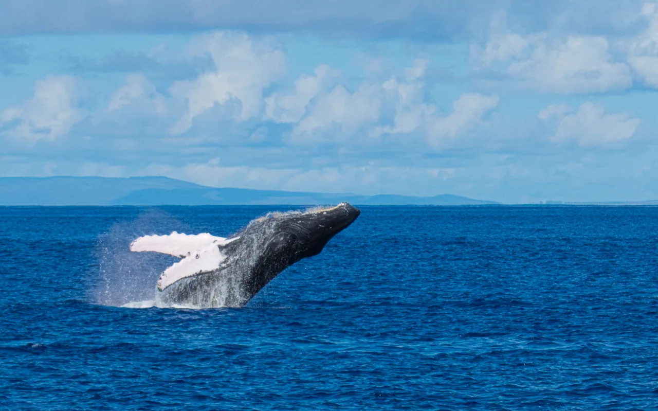 A breaching humpback whale twisting onto its side, flipper raised clear of the spray.