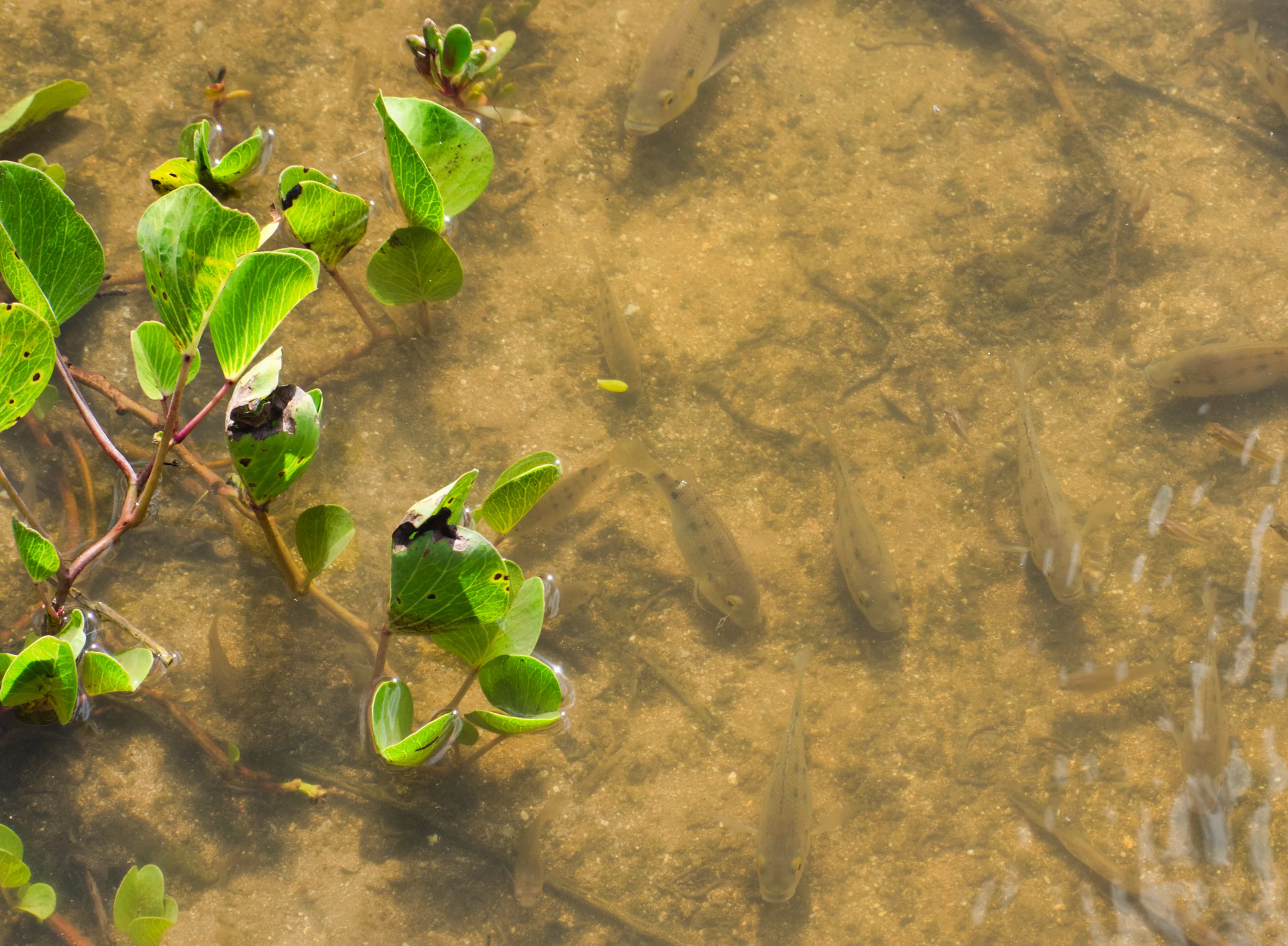 Beach morning glory trailing across wet sand at the tide line, its round green leaves and reddish stems against the ripples.