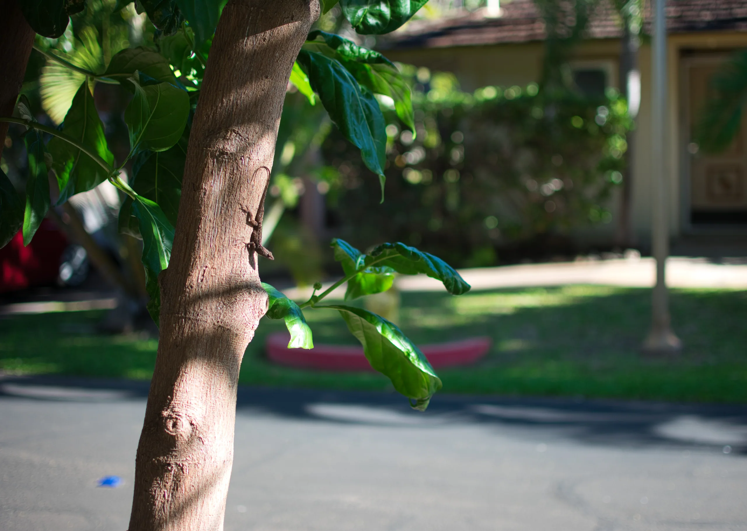 A young tree with smooth pale bark in a garden, its leaves lit against a shaded lawn and house behind.