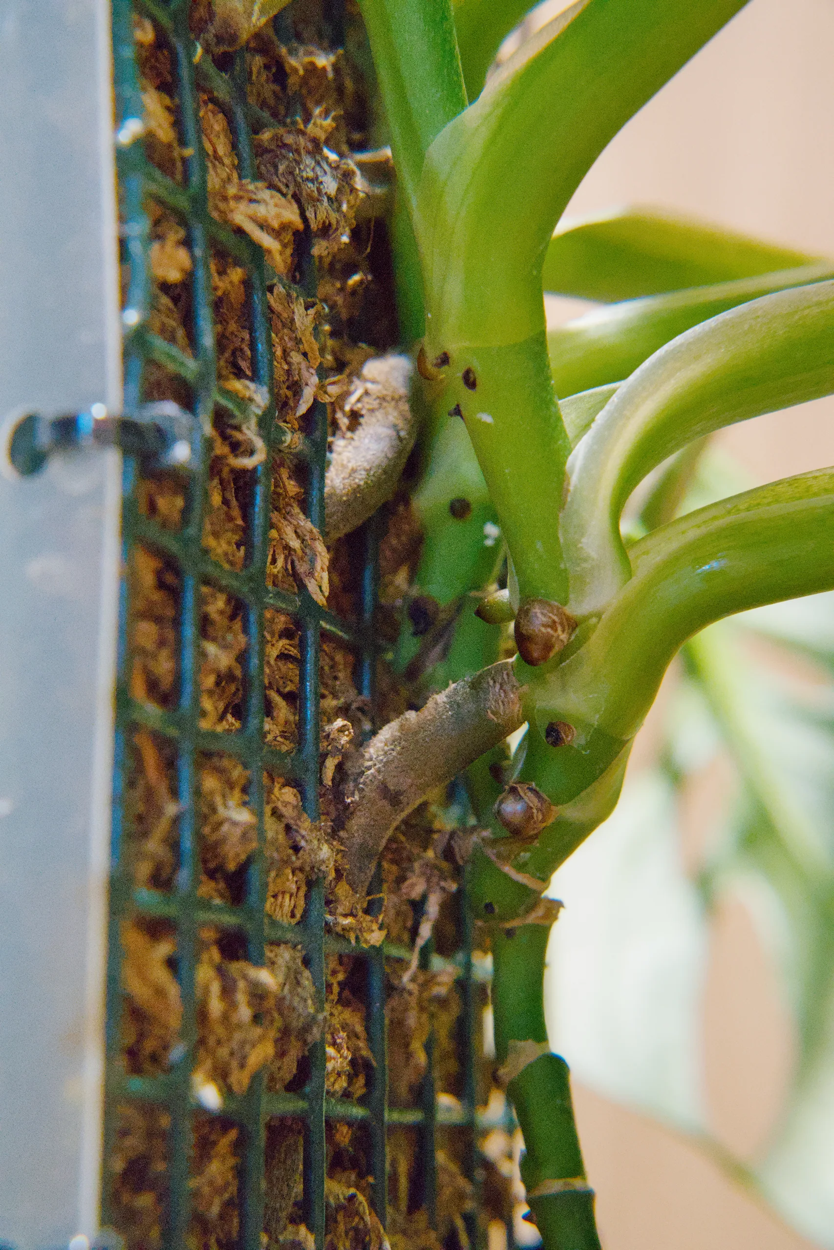A close view of a Monstera adansonii stem on its moss pole, several brown aerial roots emerging at the nodes and growing into the sphagnum behind the mesh.
