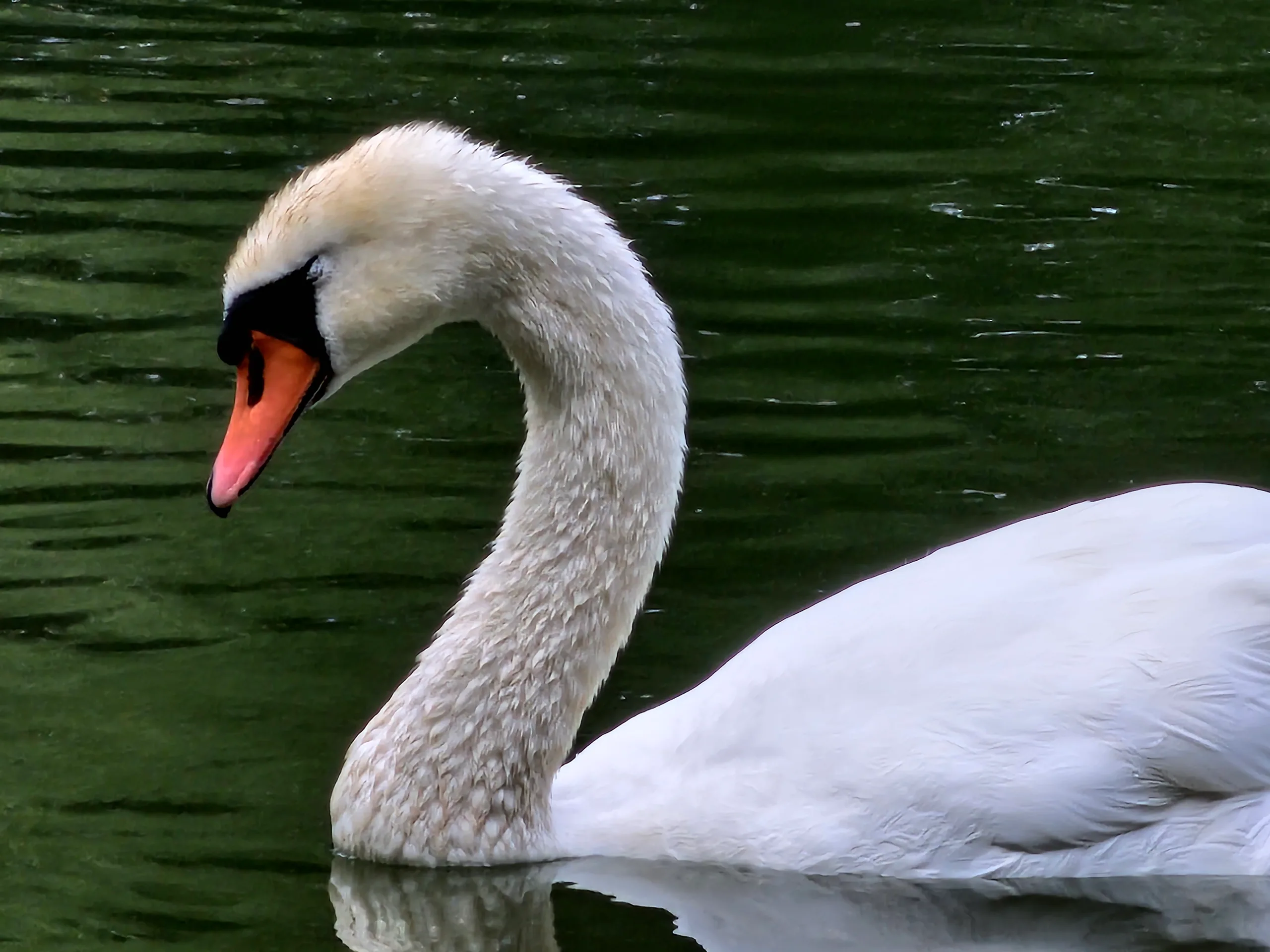 A mute swan on dark green water, its neck curved and orange bill lowered.