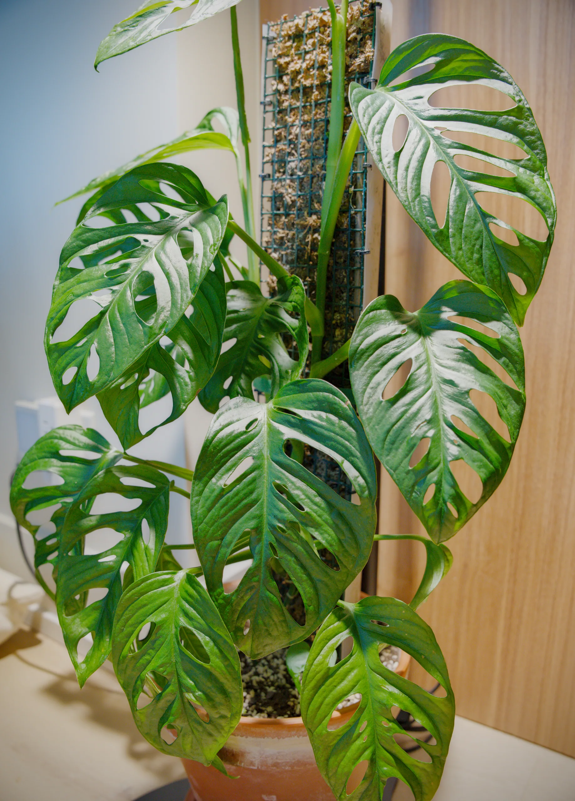 A Monstera adansonii on its pole seen close, leaves overlapping at several depths so the holes in the front ones frame the leaves behind.