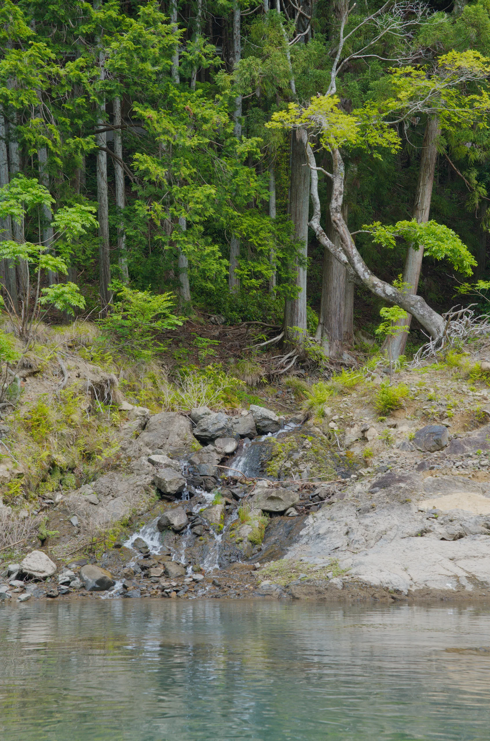 Tall tree trunks and boulders frame a flowing stream through forest.
