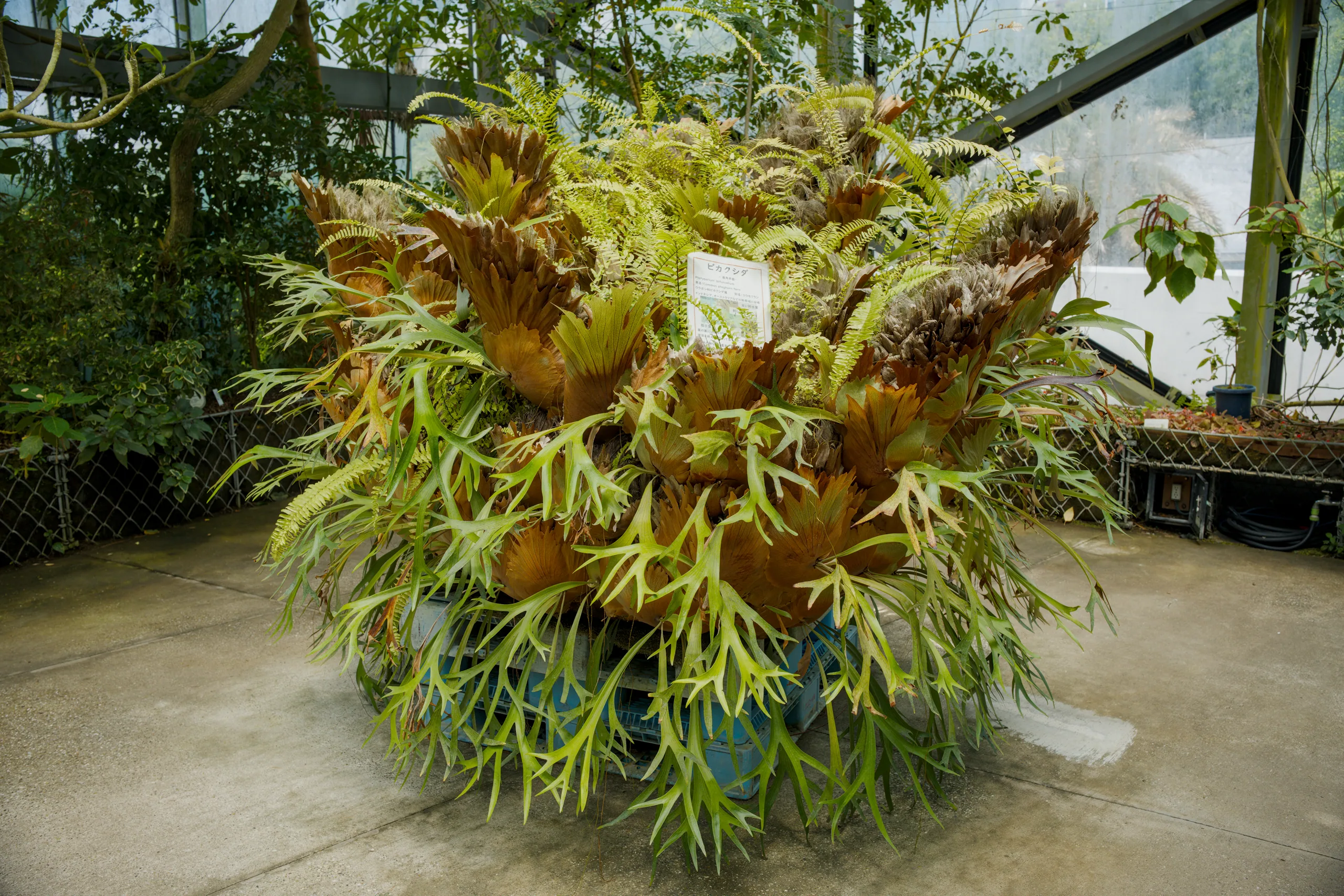 Feathery copper-toned foliage droops from a potted plant in a greenhouse.