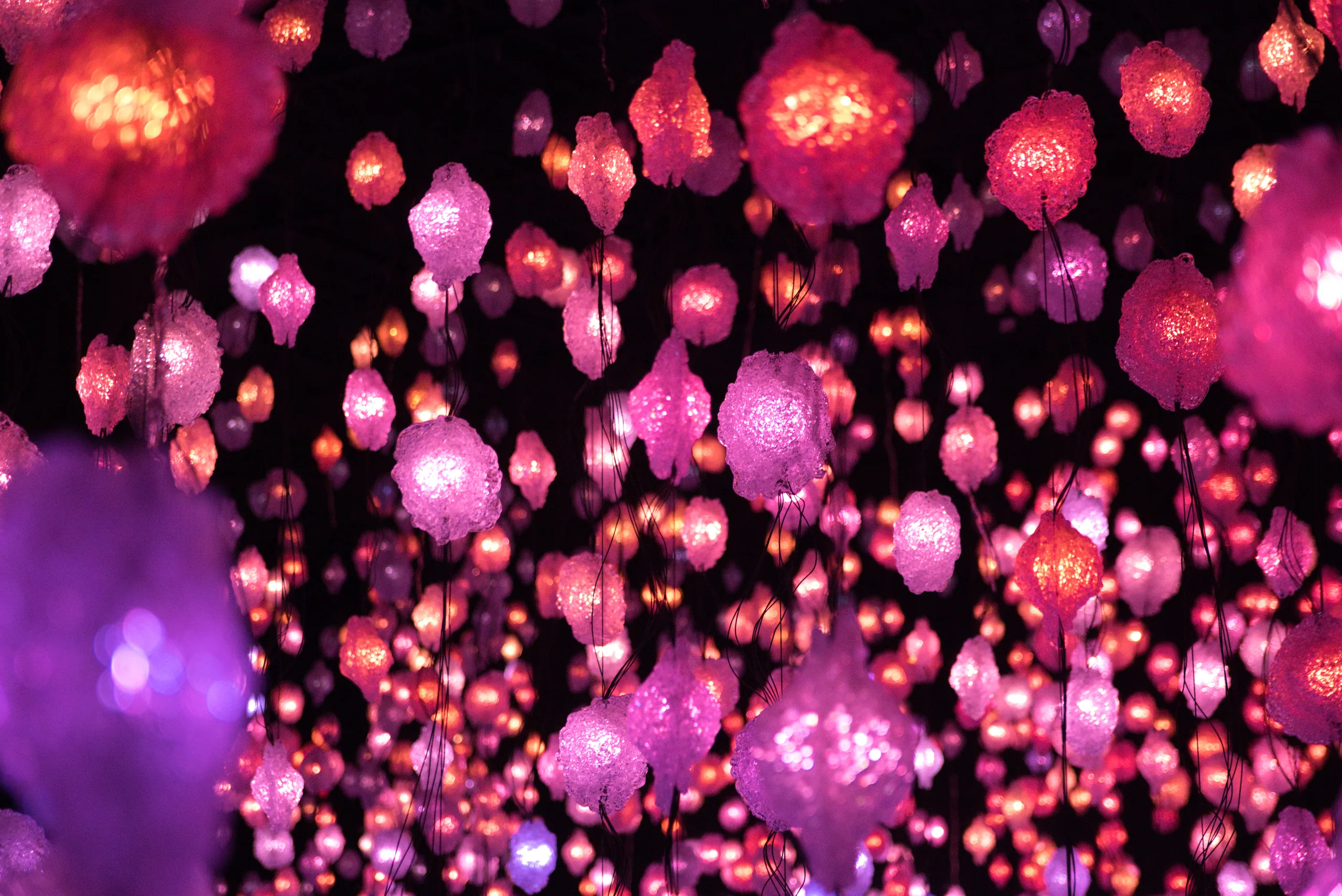 An installation of glowing pink and magenta blossom-shaped lamps suspended in a dark room.