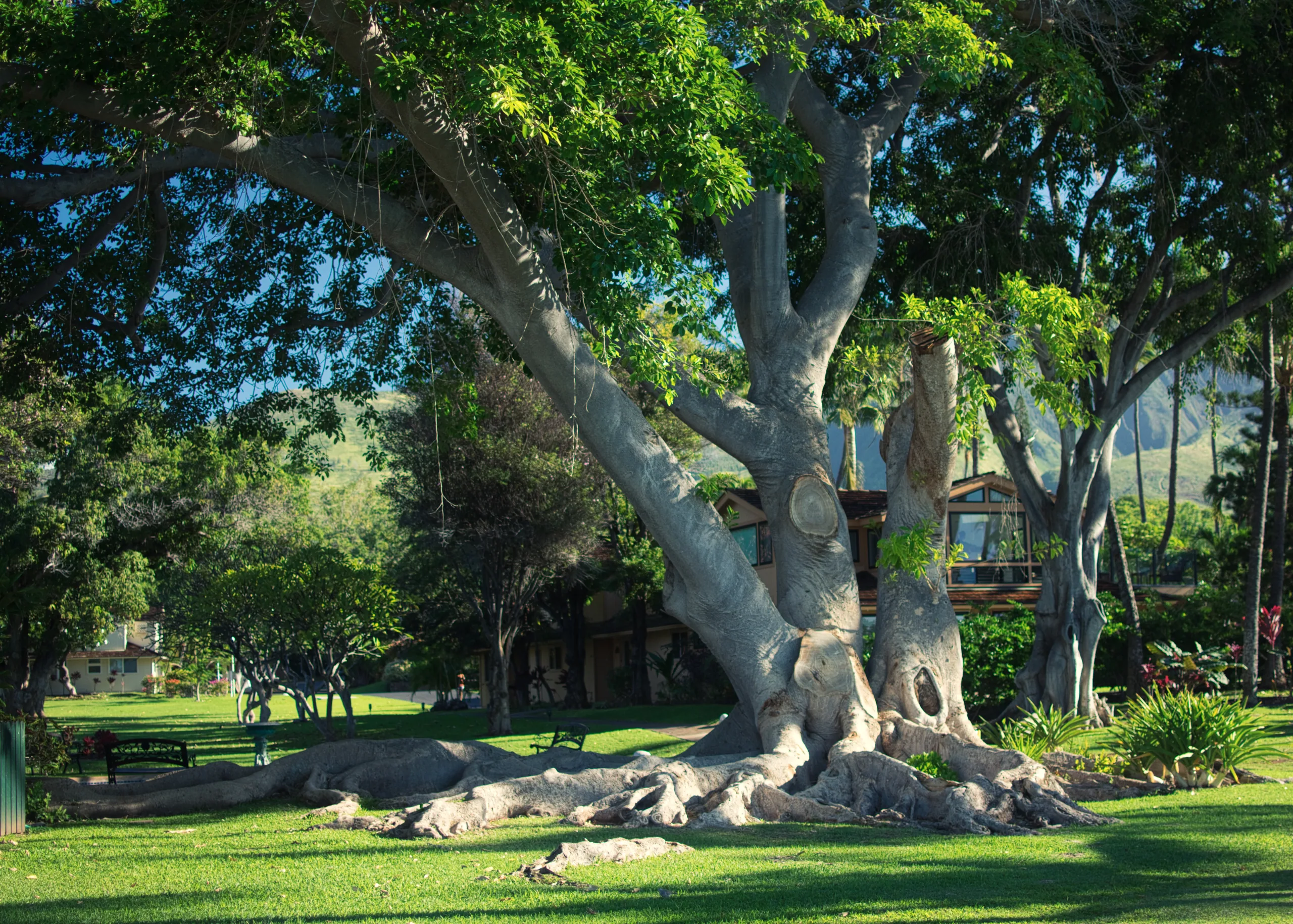 An enormous banyan tree with pale spreading limbs and buttressed roots shading a mown park lawn.