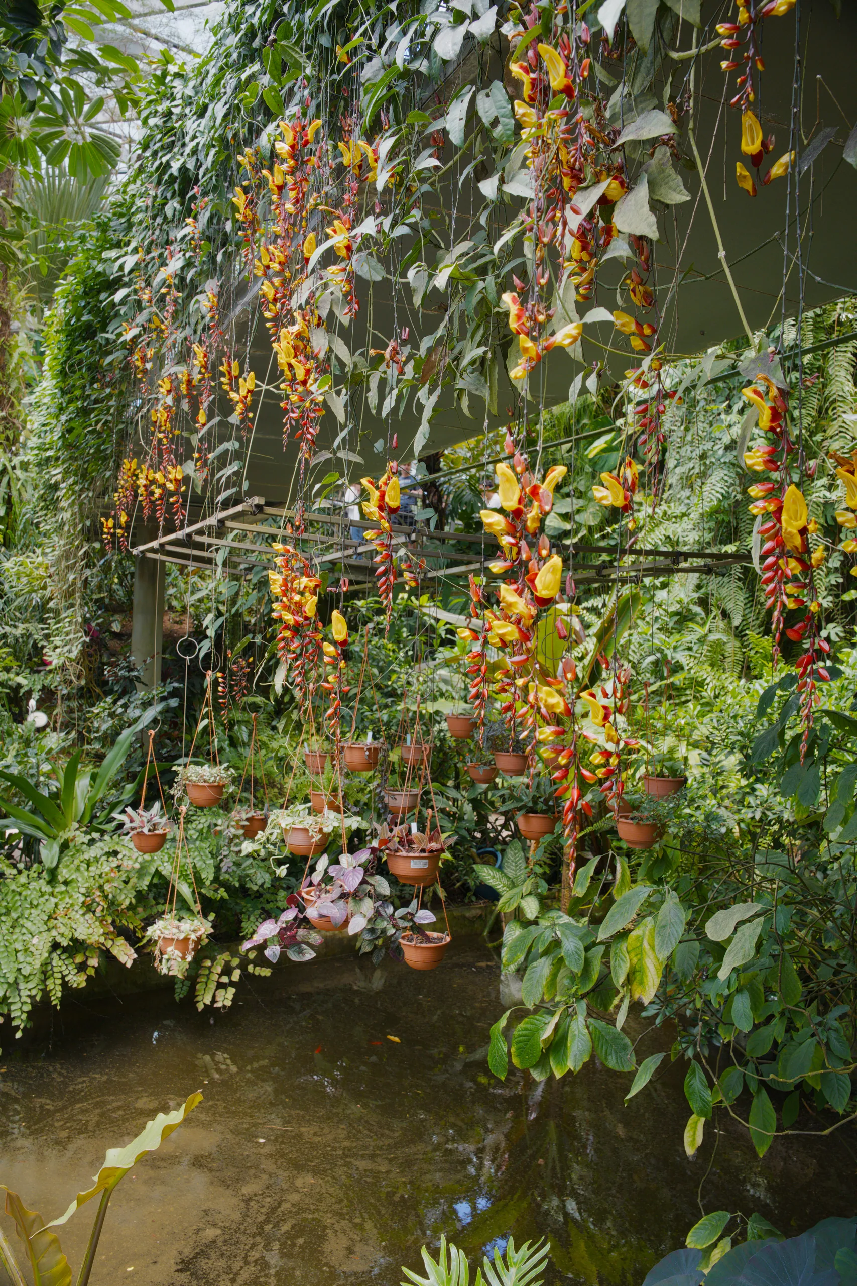 Orange-red flowering vine trailing over a dark surface with water visible below.